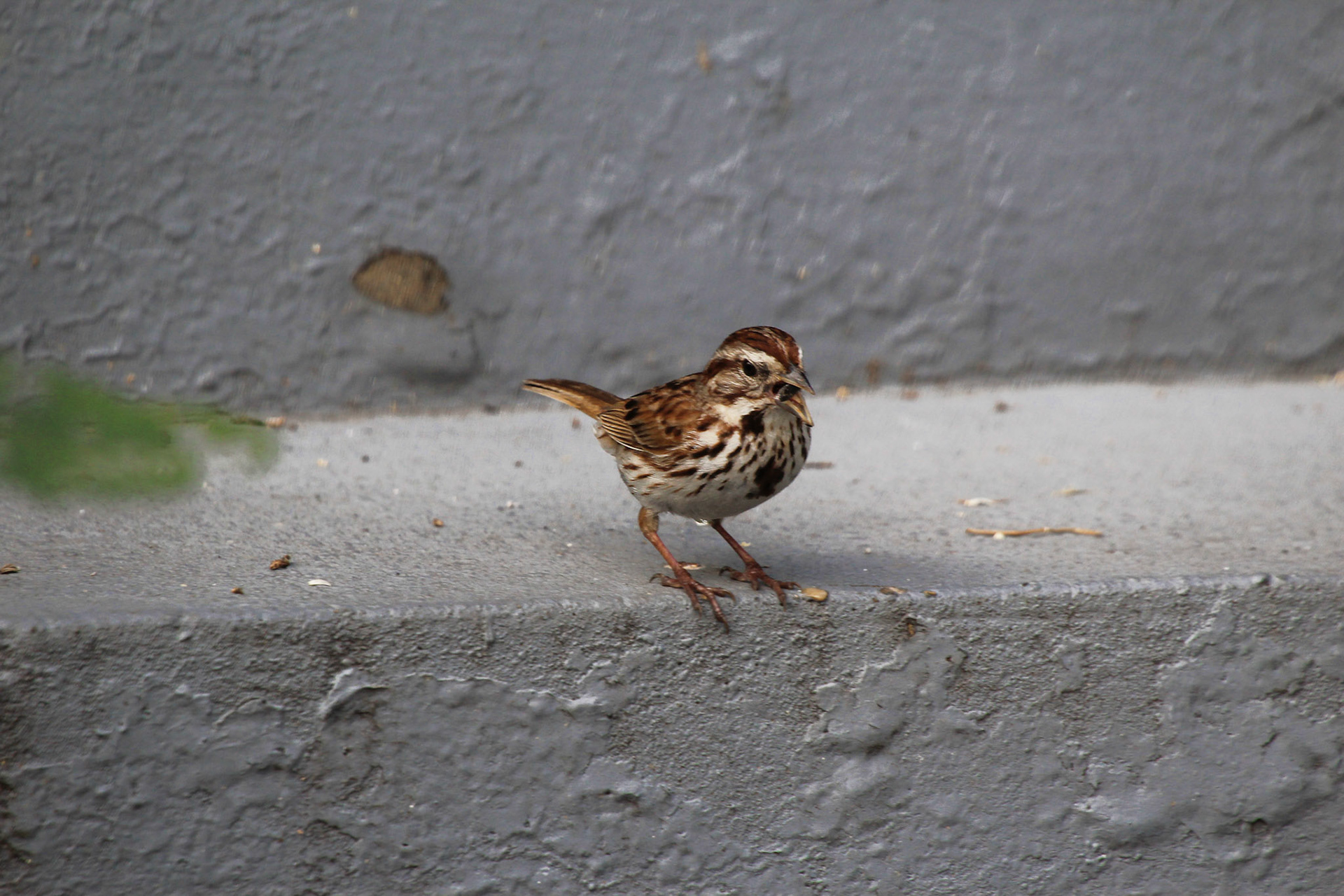 Song sparrow, KY, Aug. 2024