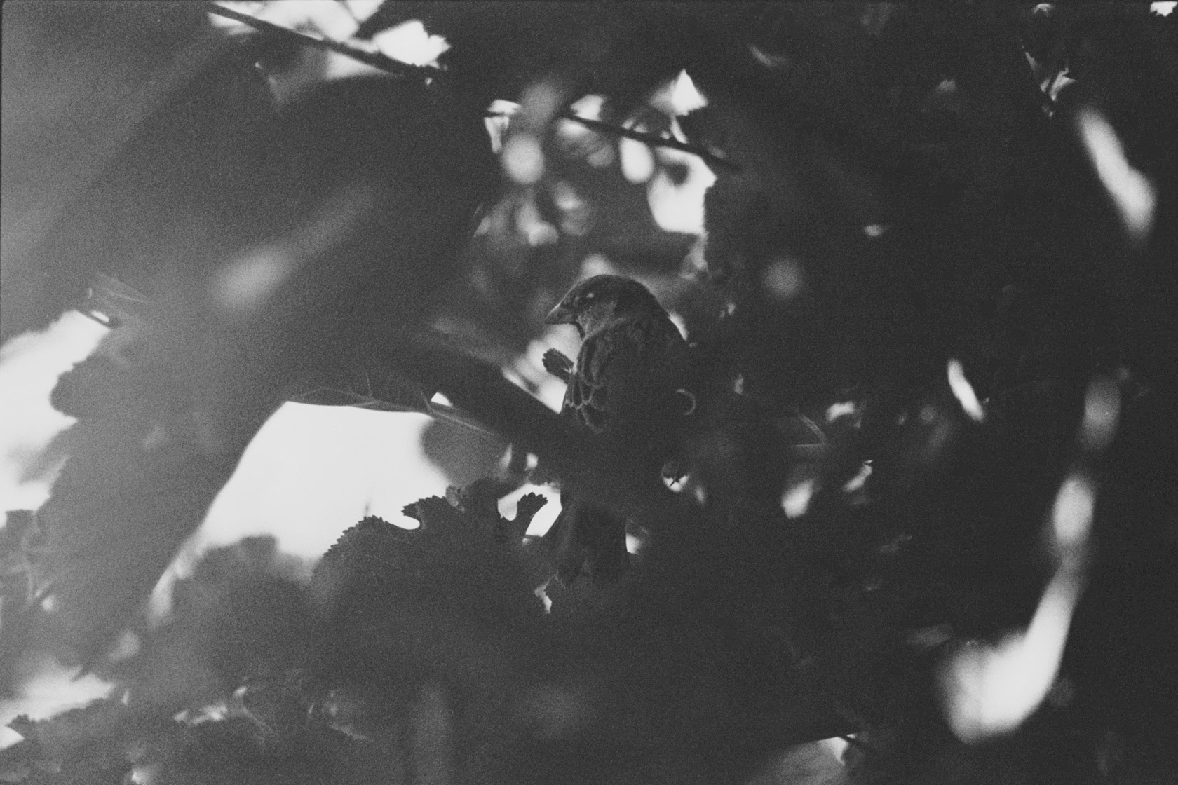 House sparrow, KY, Sep. 2023