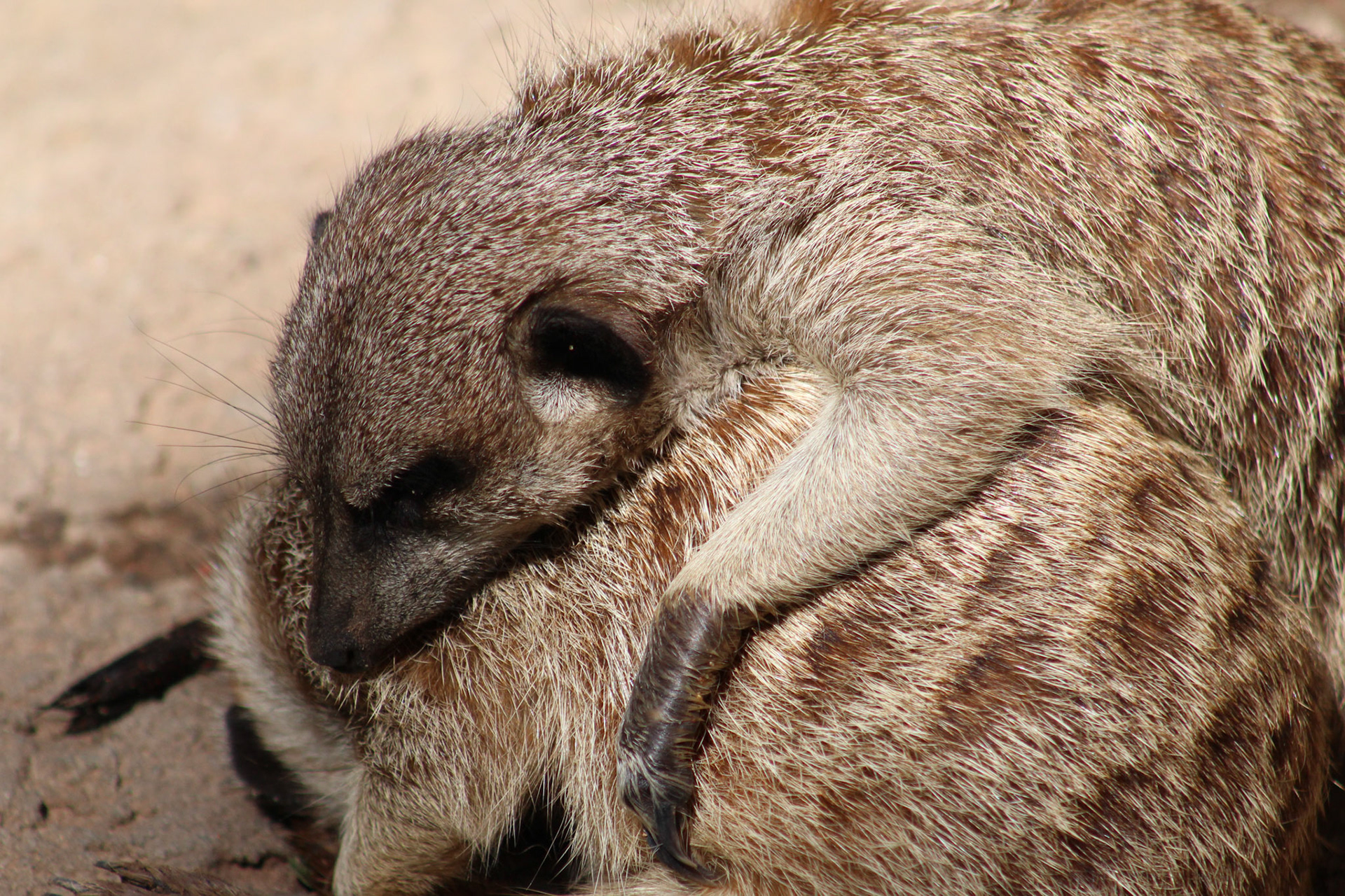 Louisville Zoo, KY, Aug. 2023