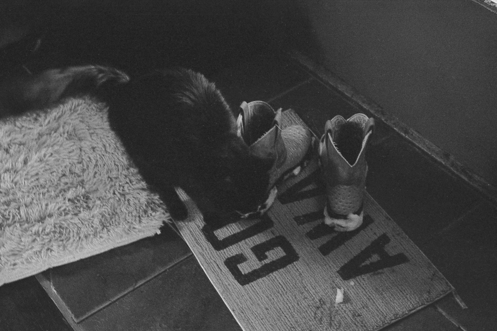 Cat investigates snow-covered boots, KY, Jan. 2025