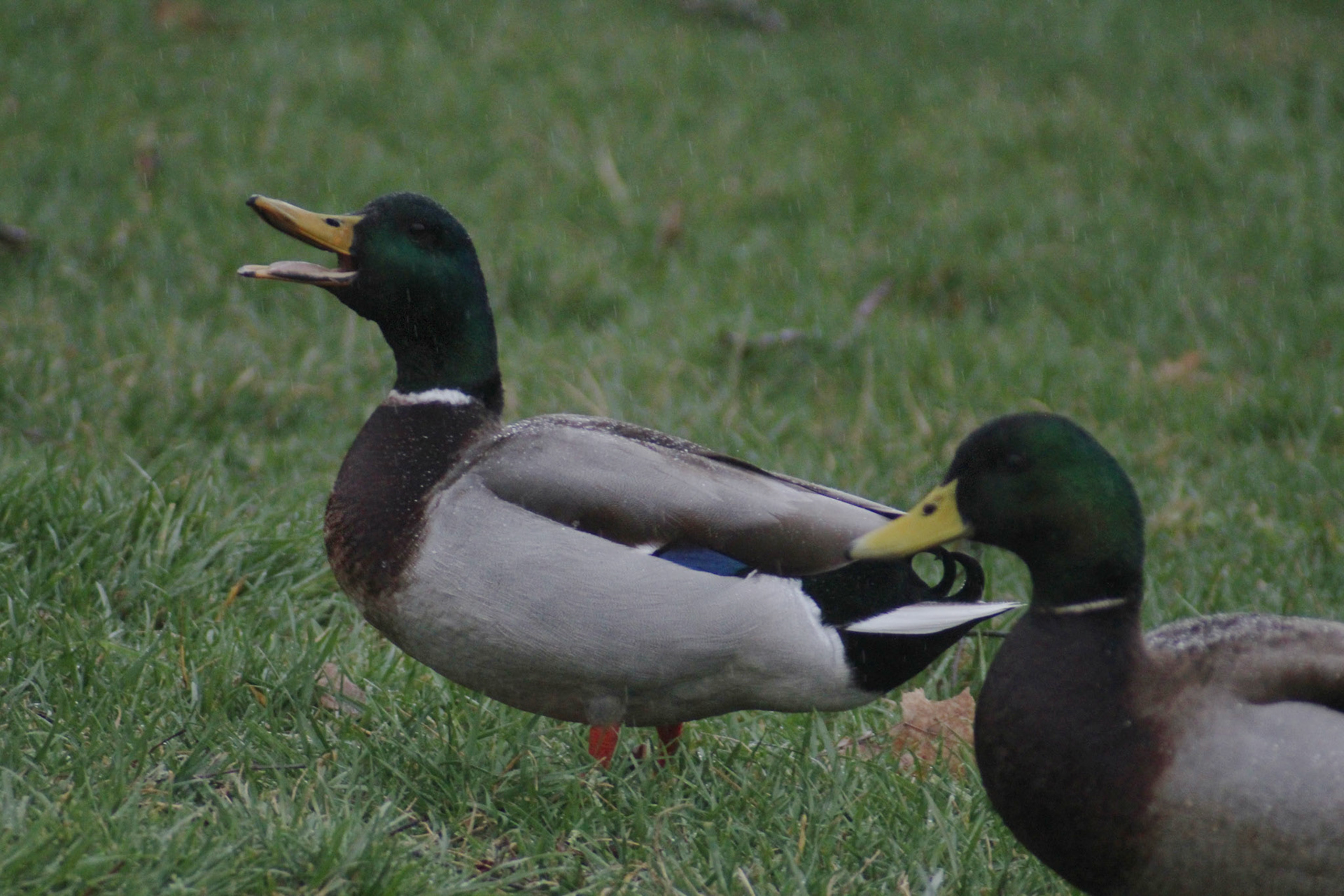 Mallard ducks, Brown Park, KY, Mar. 2024