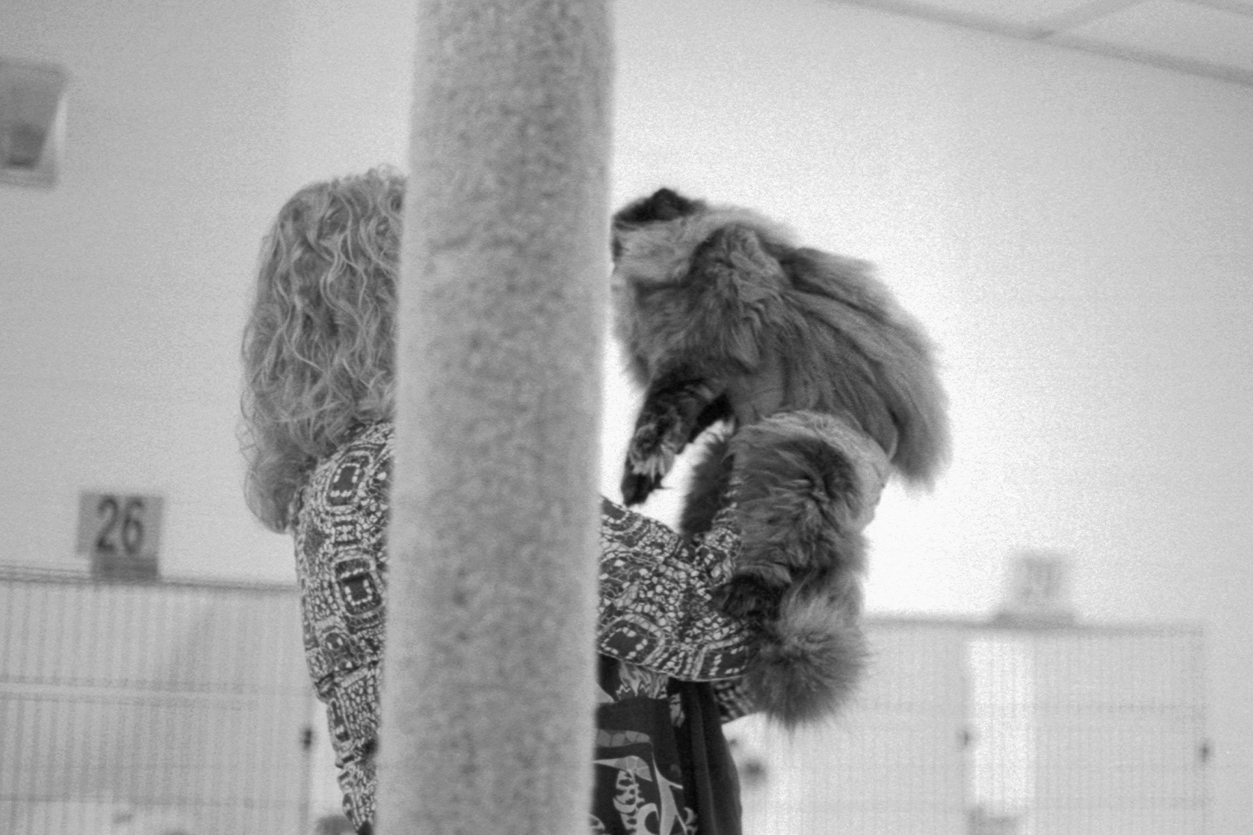 ACFA Cat Show, KY, Oct. 2025