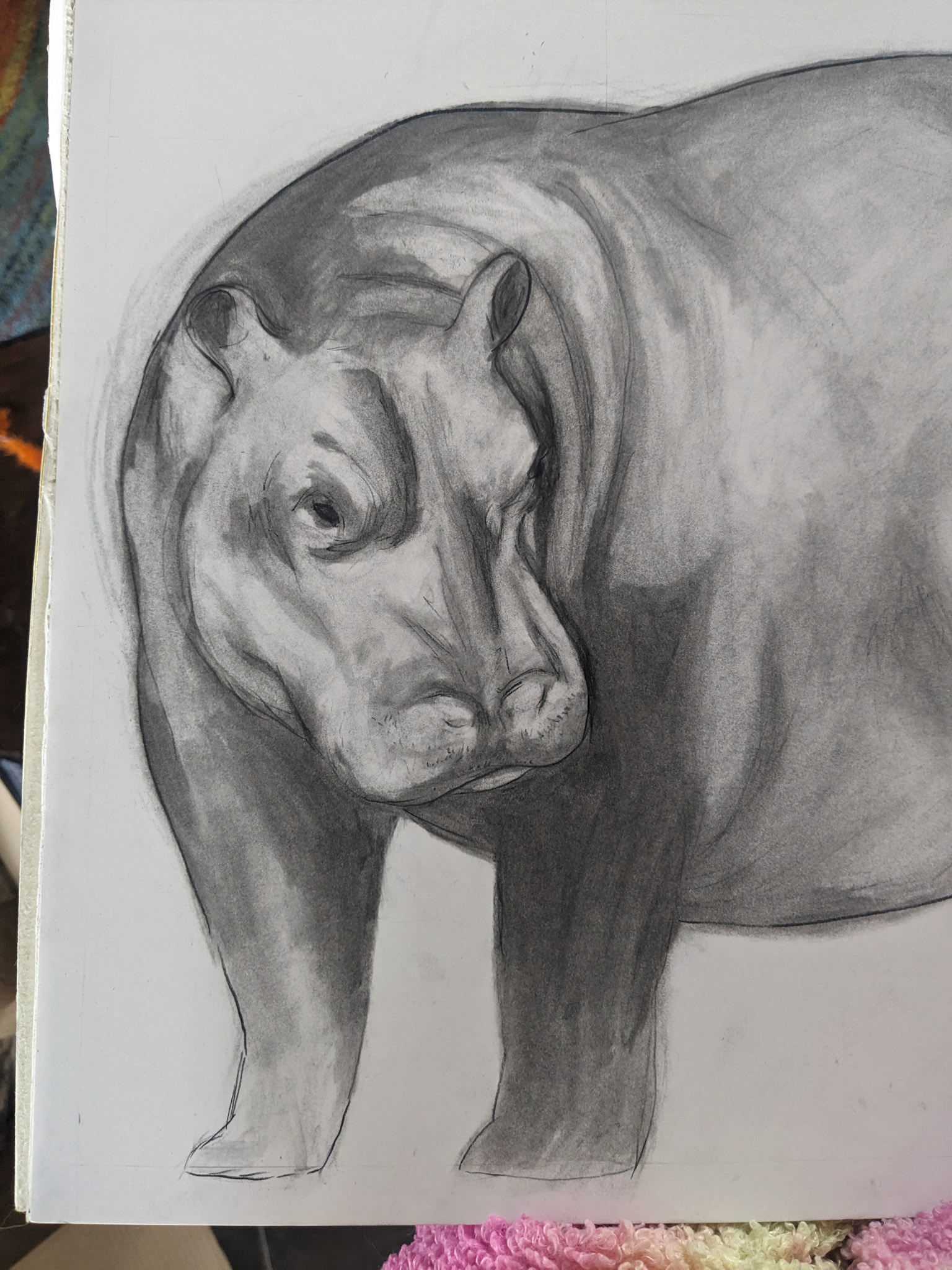 Hippo study, charcoal on paper, Aug. 2024