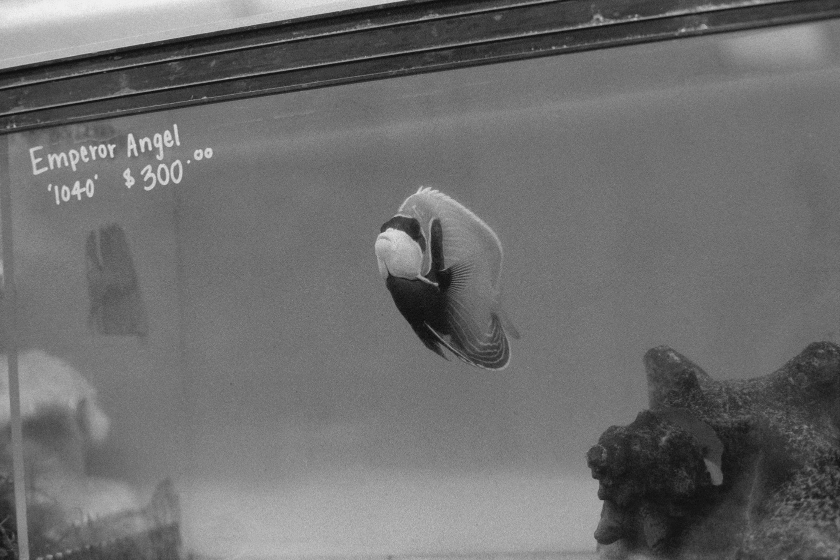 Sandy's Pet Shop, KY, Nov. 2023