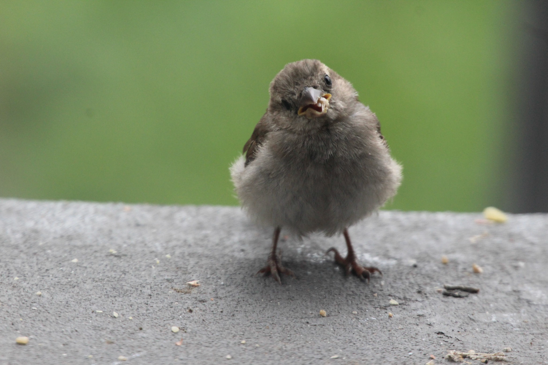 Fledgling house sparrow, KY, Jun. 2024