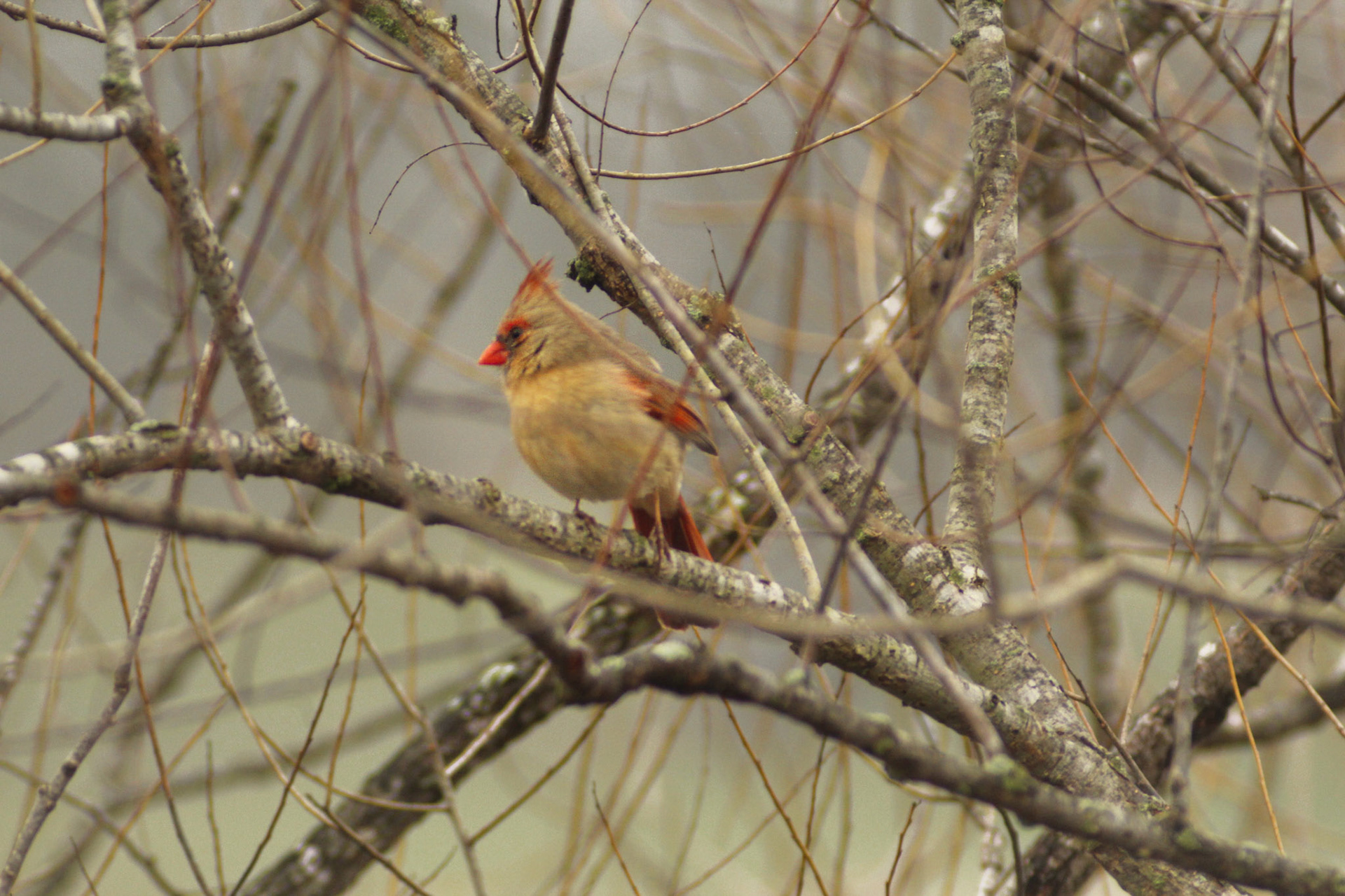 Northern cardinal, Long Run Park, KY, Mar. 2024