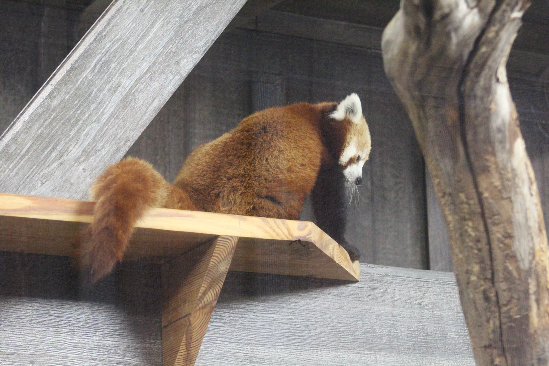 Louisville Zoo, KY, Aug. 2023
