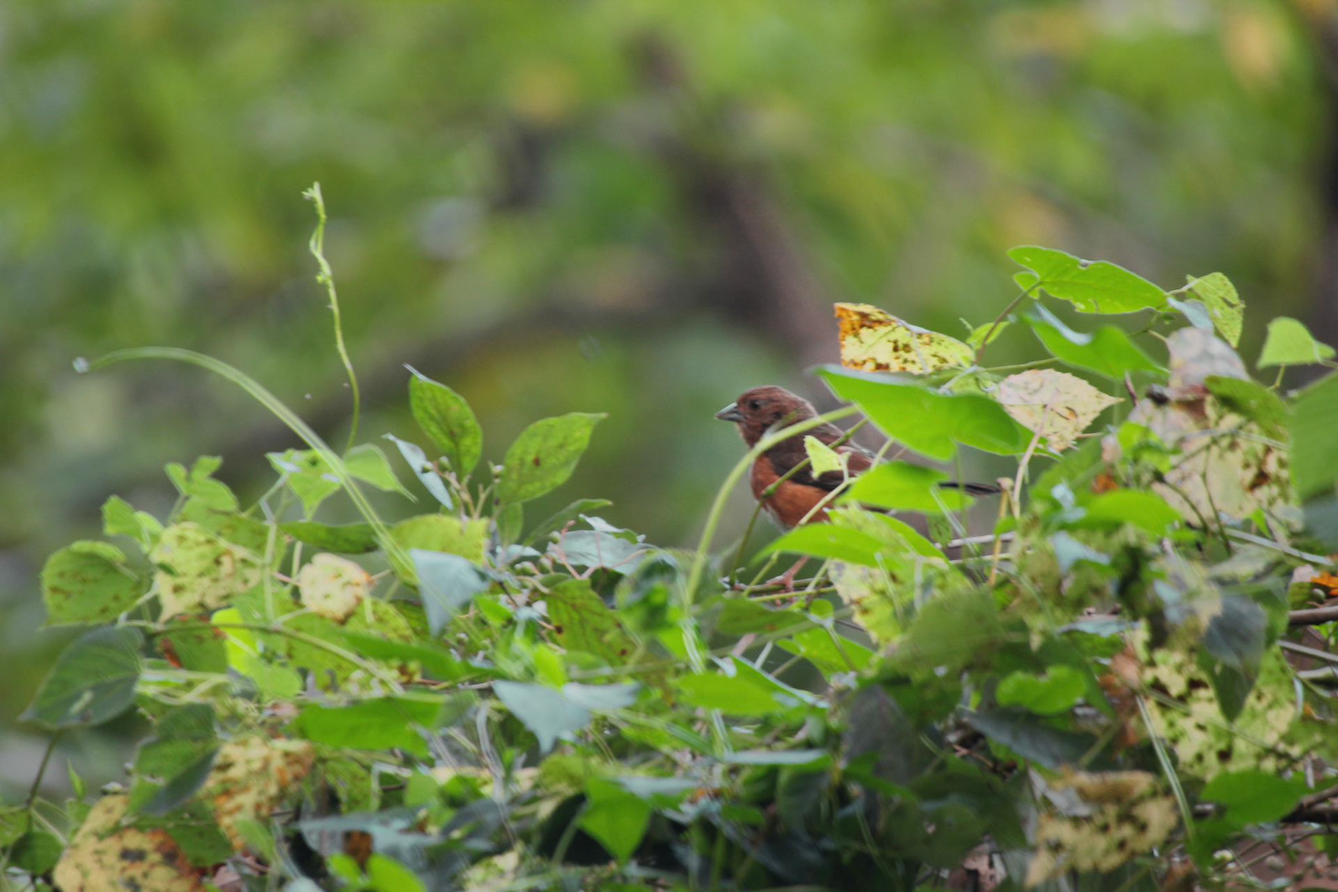 Eastern towhee, Beckley Creek Park, KY, Aug. 2024