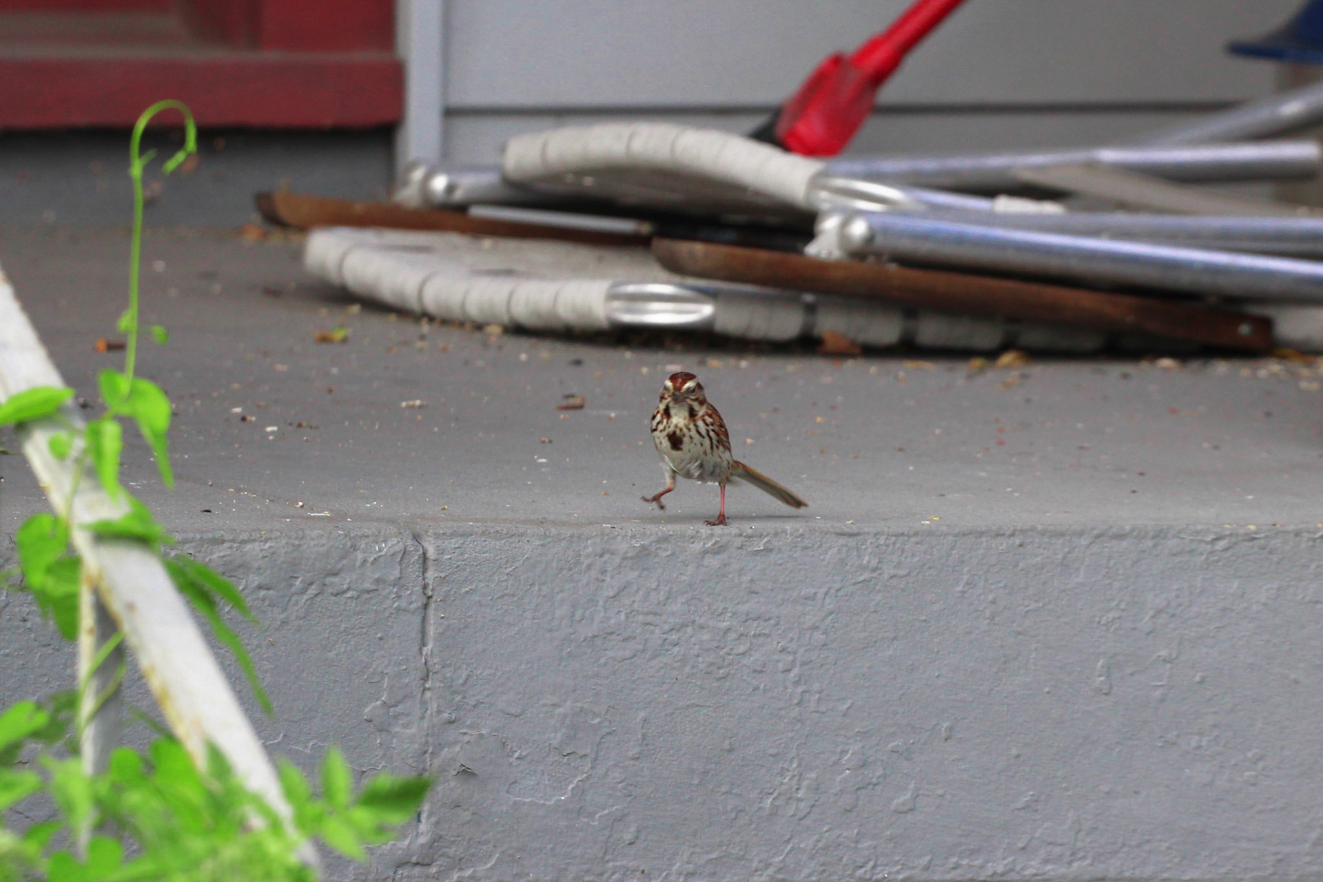 Song sparrow, KY, Aug. 2024