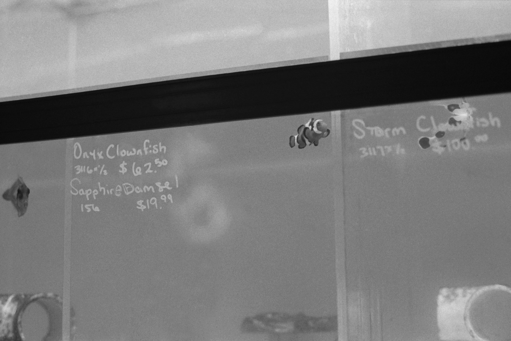 Sandy's Pet Shop, KY, Nov. 2023