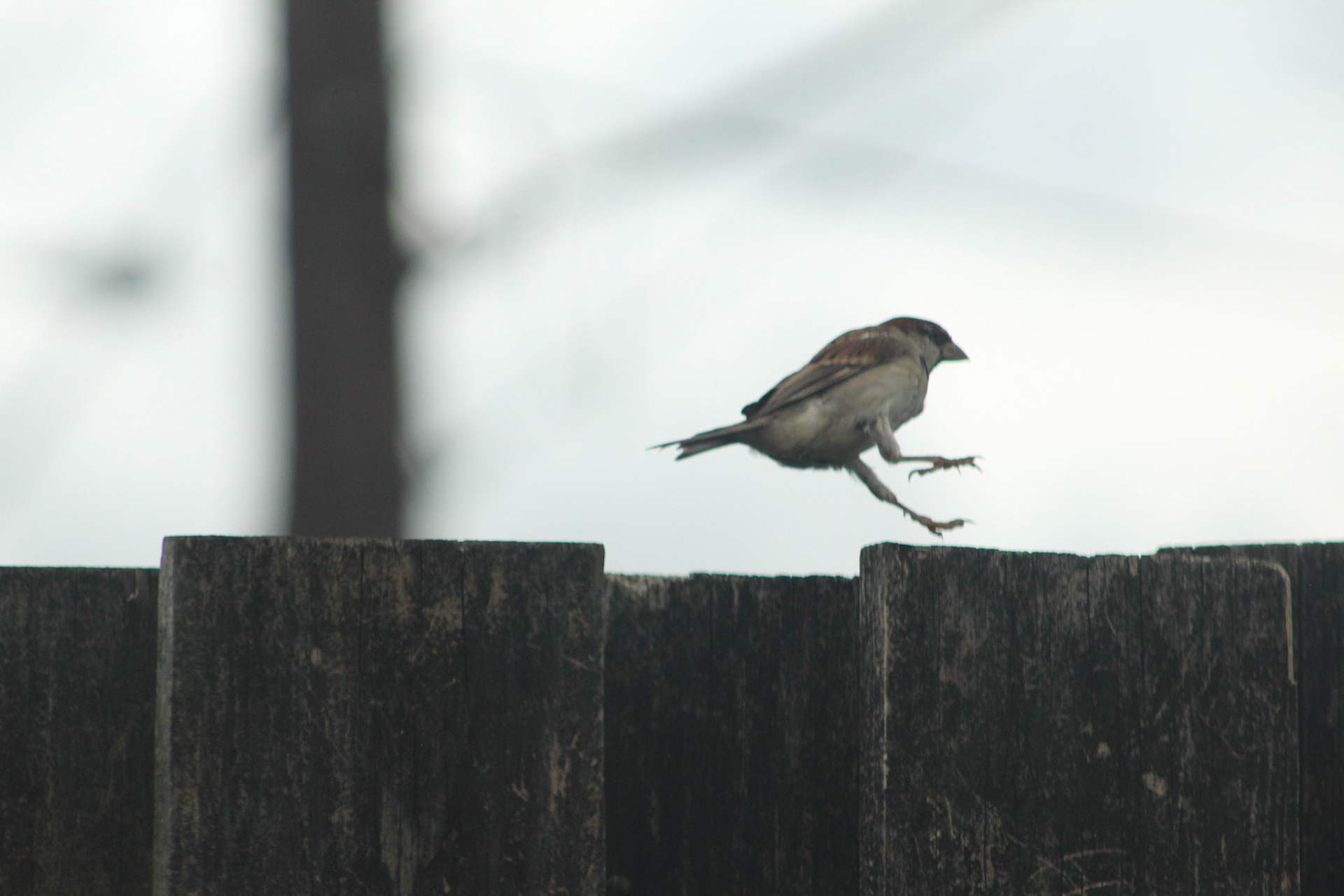 House sparrow, KY, Aug. 2023