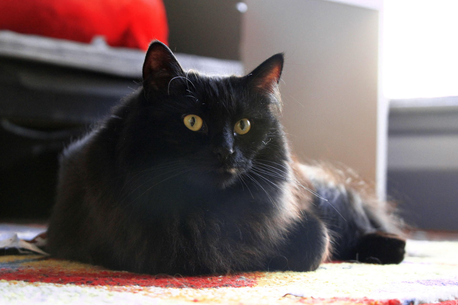 Longhair cat lounging, KY, Feb. 2025