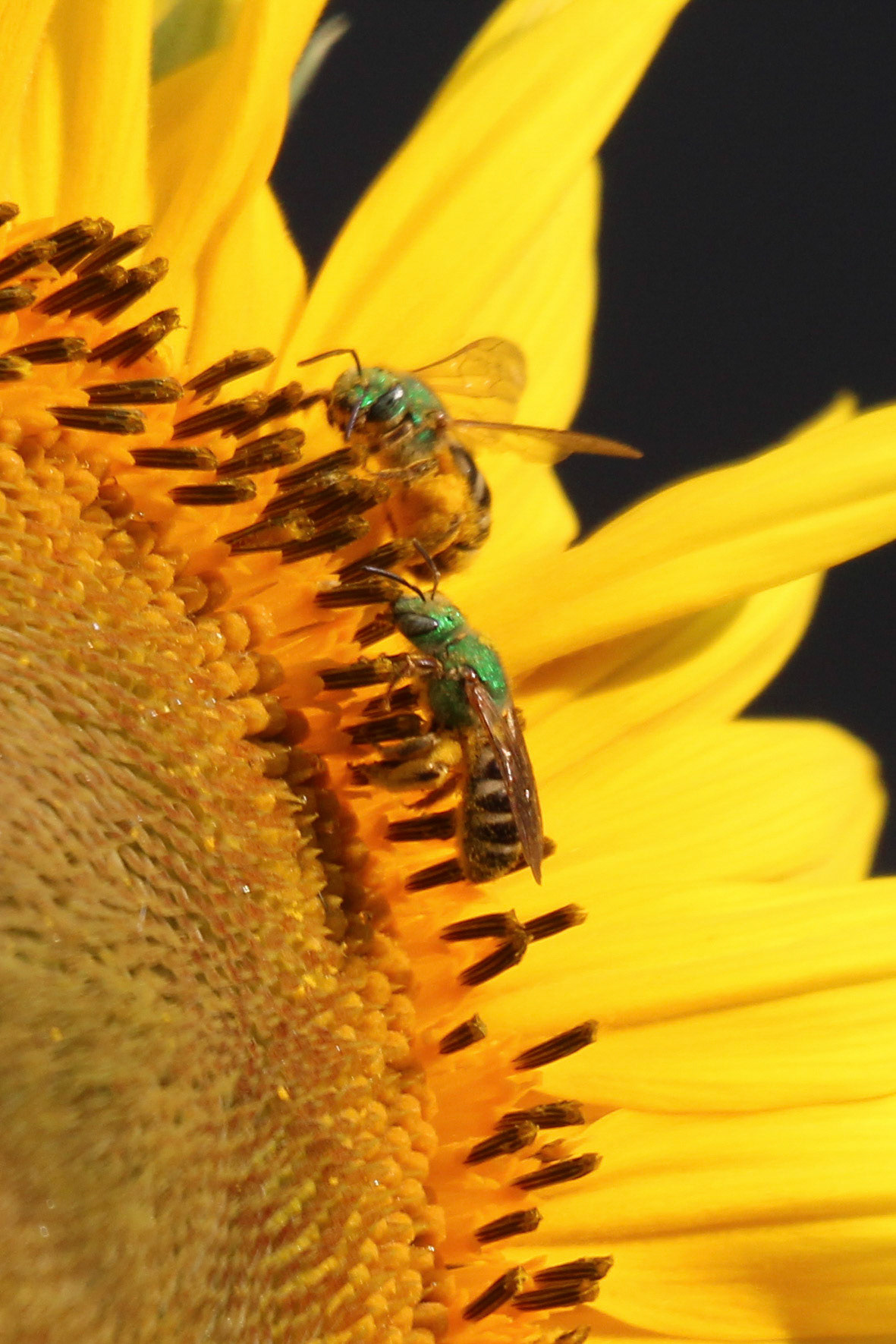 Bicolored sweat bees on sunflower, KY, Jul. 2024