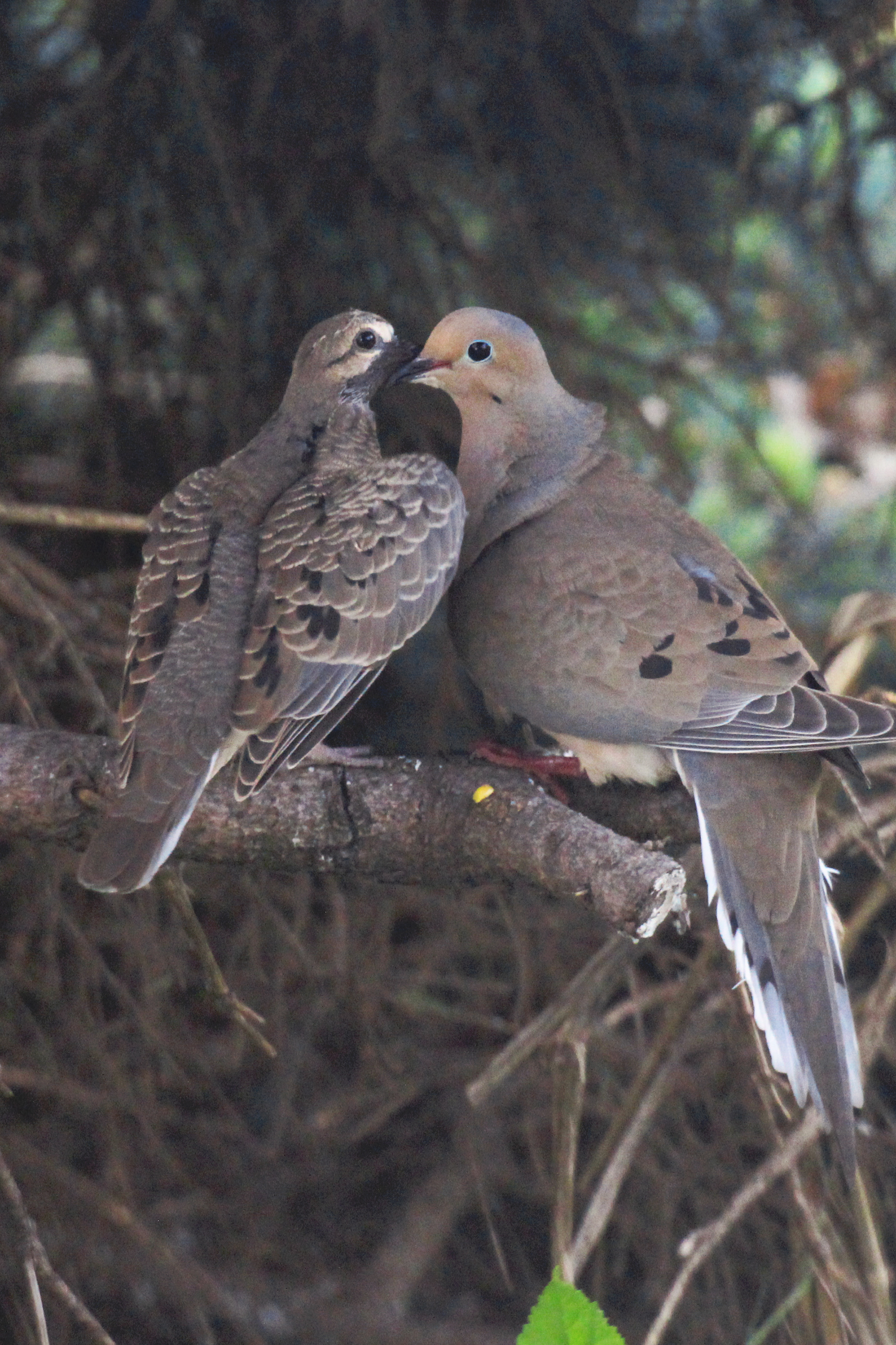 Fledgling mourning dove and mother, KY, May 2025