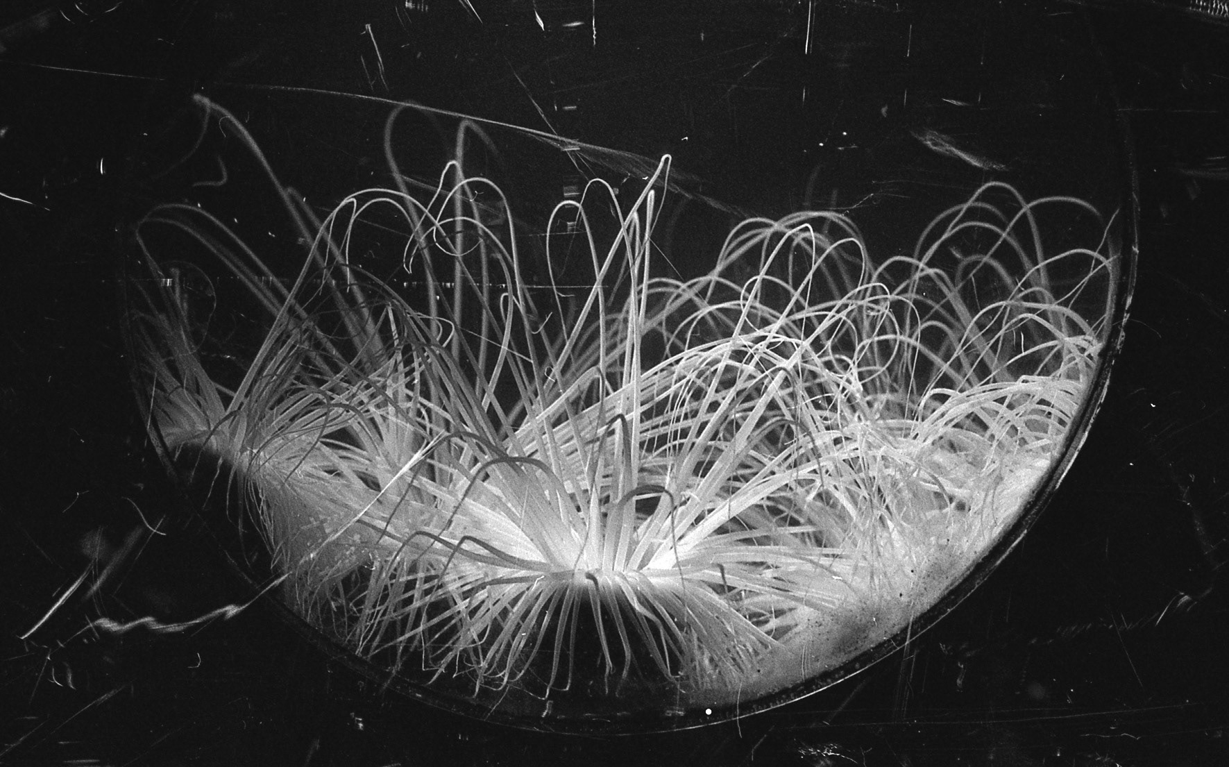 Ripley's Aquarium of the Smokies, TN, May 2024