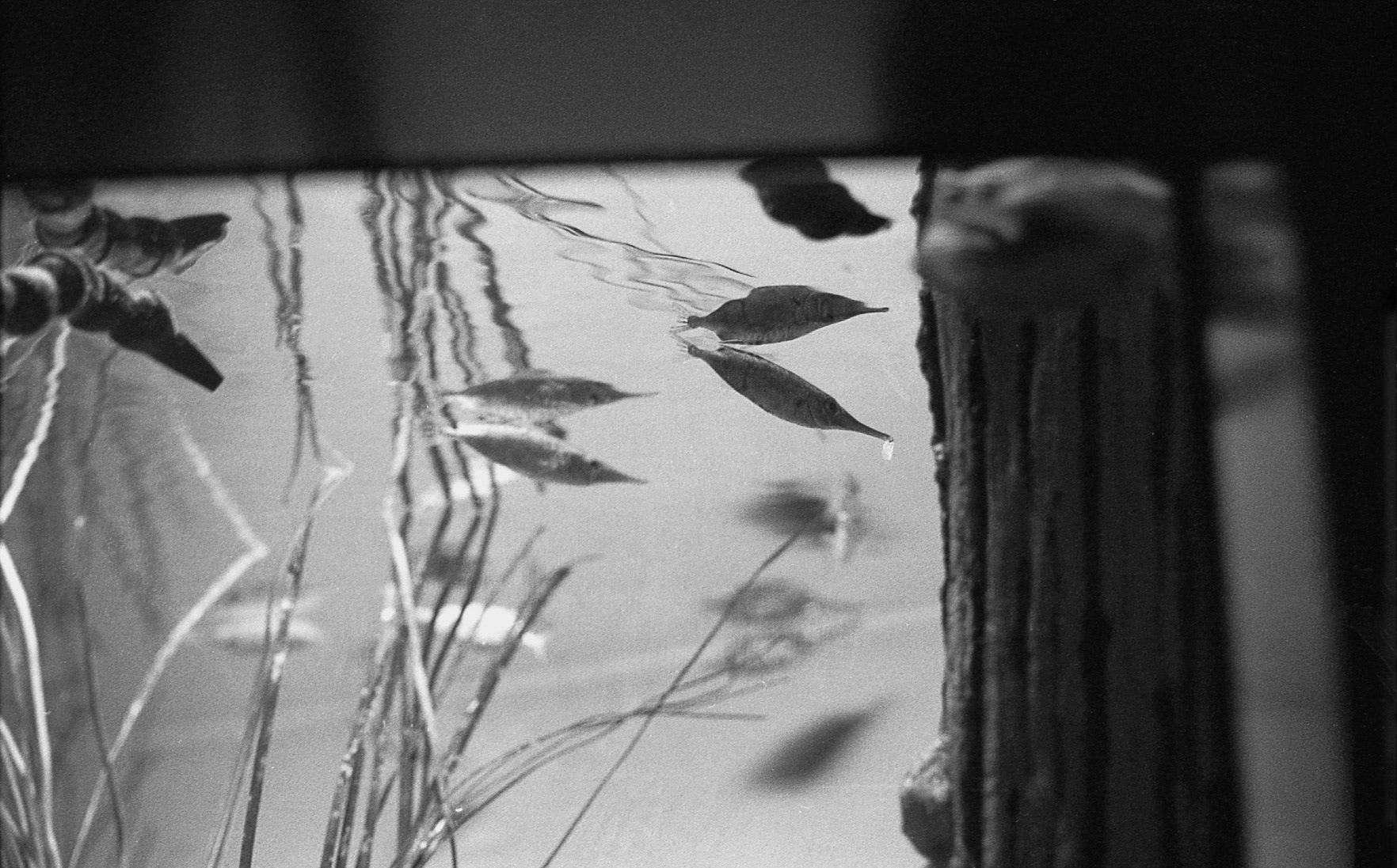 Ripley's Aquarium of the Smokies, TN, May 2024