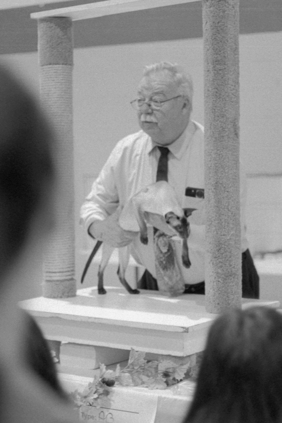 ACFA Cat Show, KY, Oct. 2025