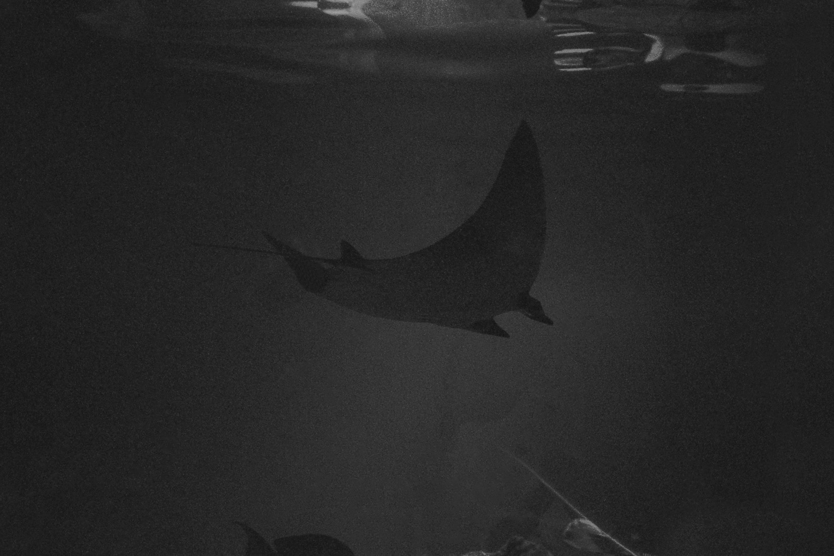 St. Louis Aquarium, MO, Jan. 2025