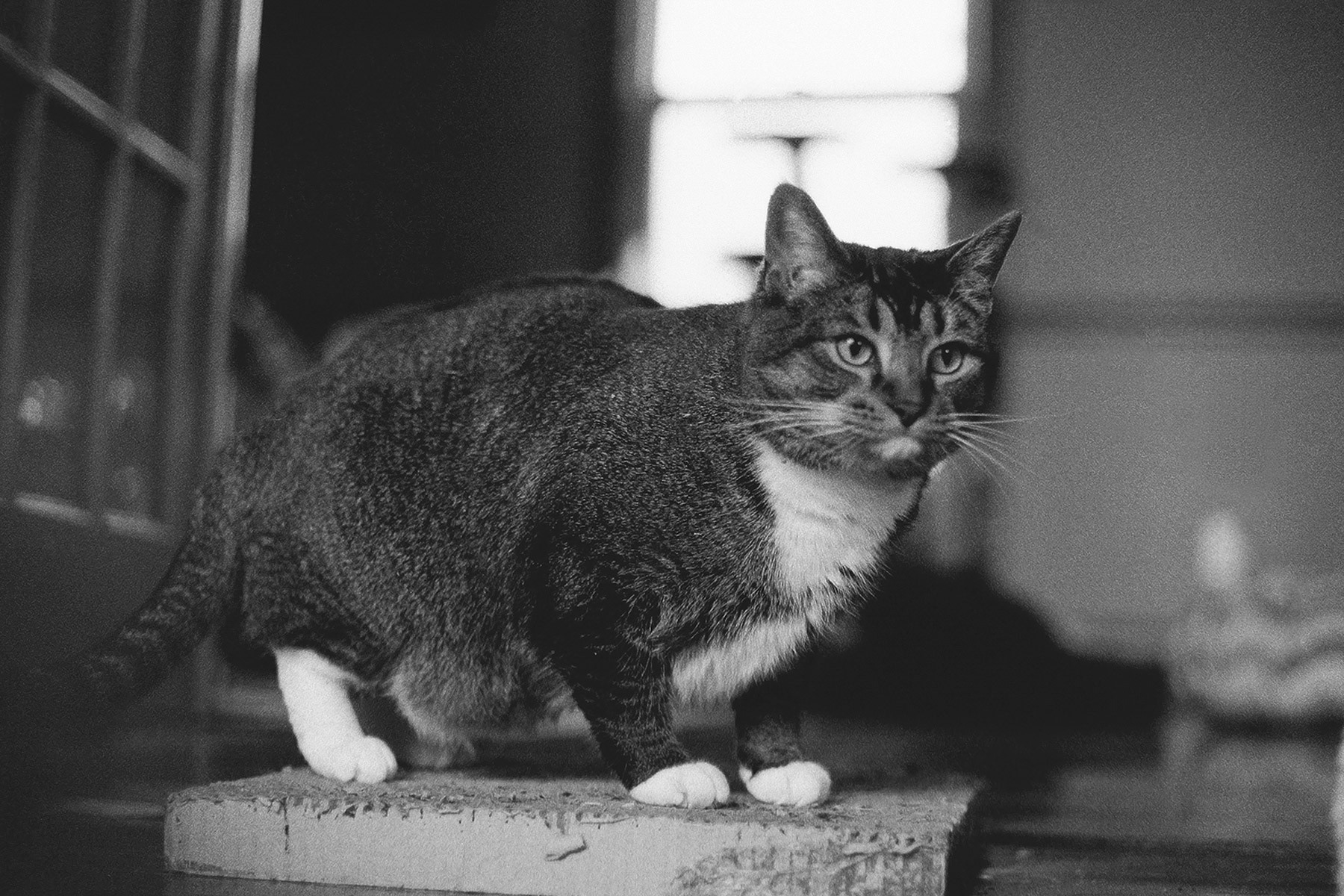 Tabby cat, KY, Jan. 2024