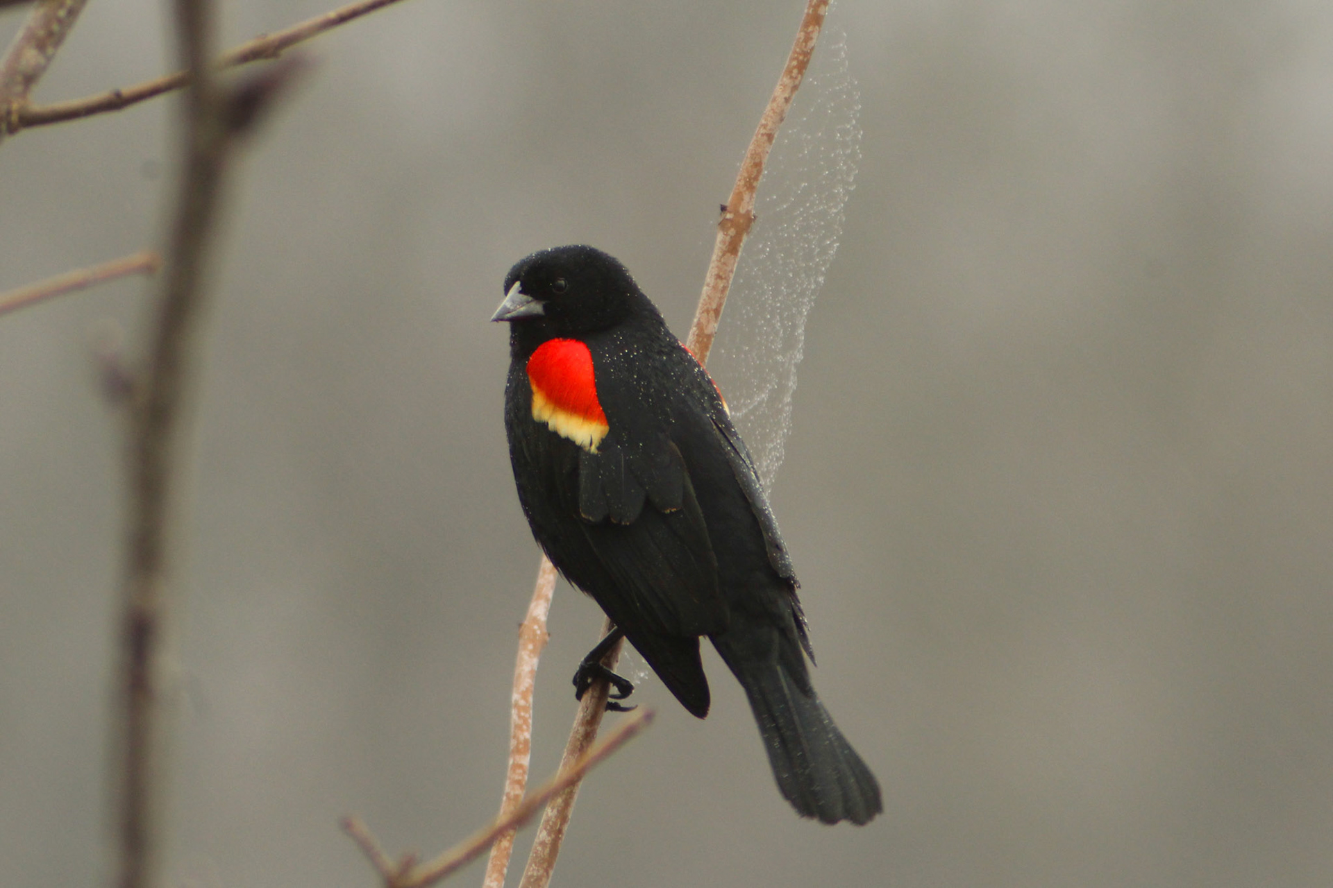 Red-winged blackbird, Long Run Park, KY, Mar. 2024