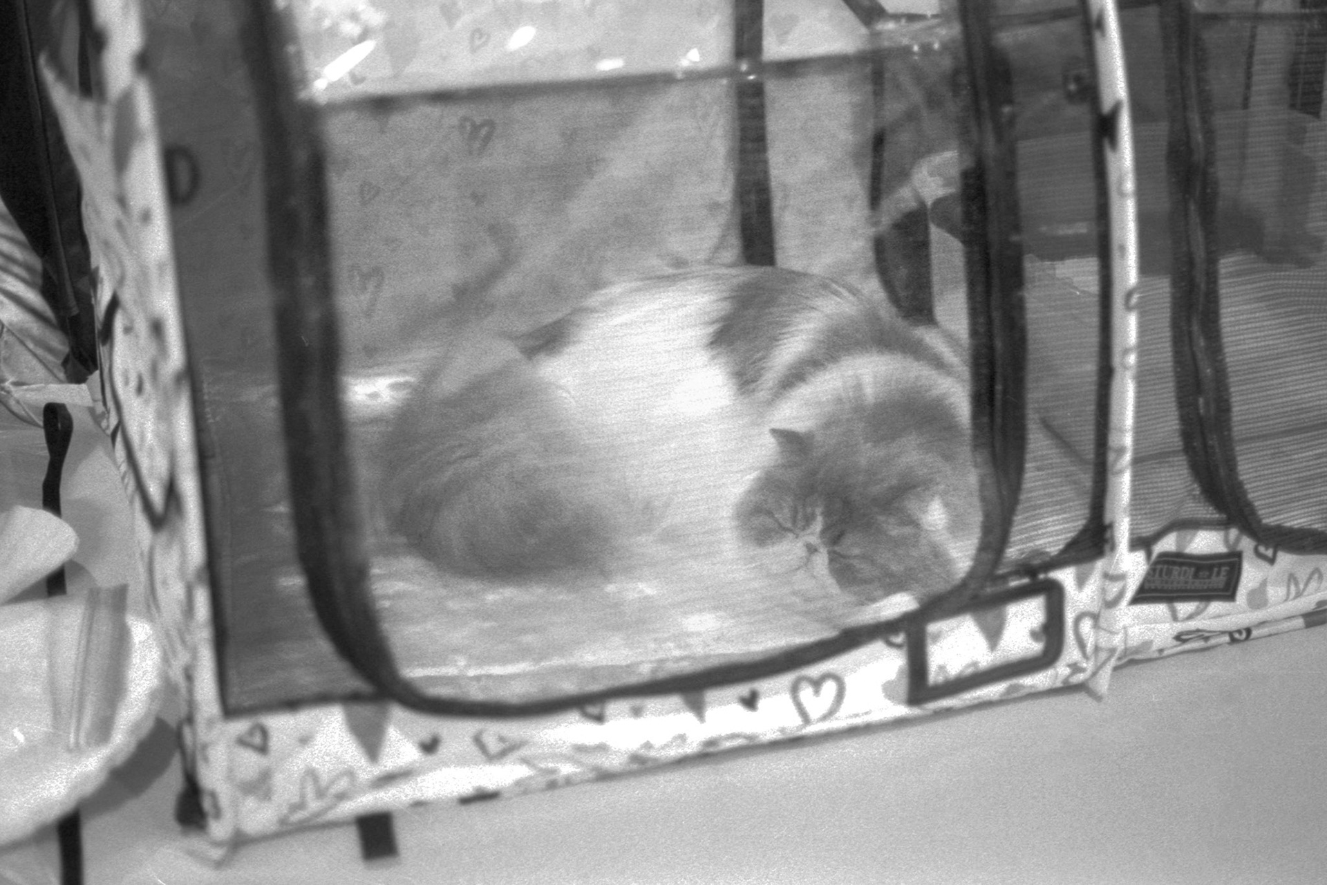 ACFA Cat Show, KY, Oct. 2025