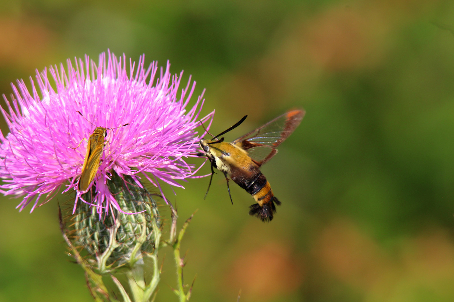 Snowberry clearwing moths on thistle, KY, Aug. 2024