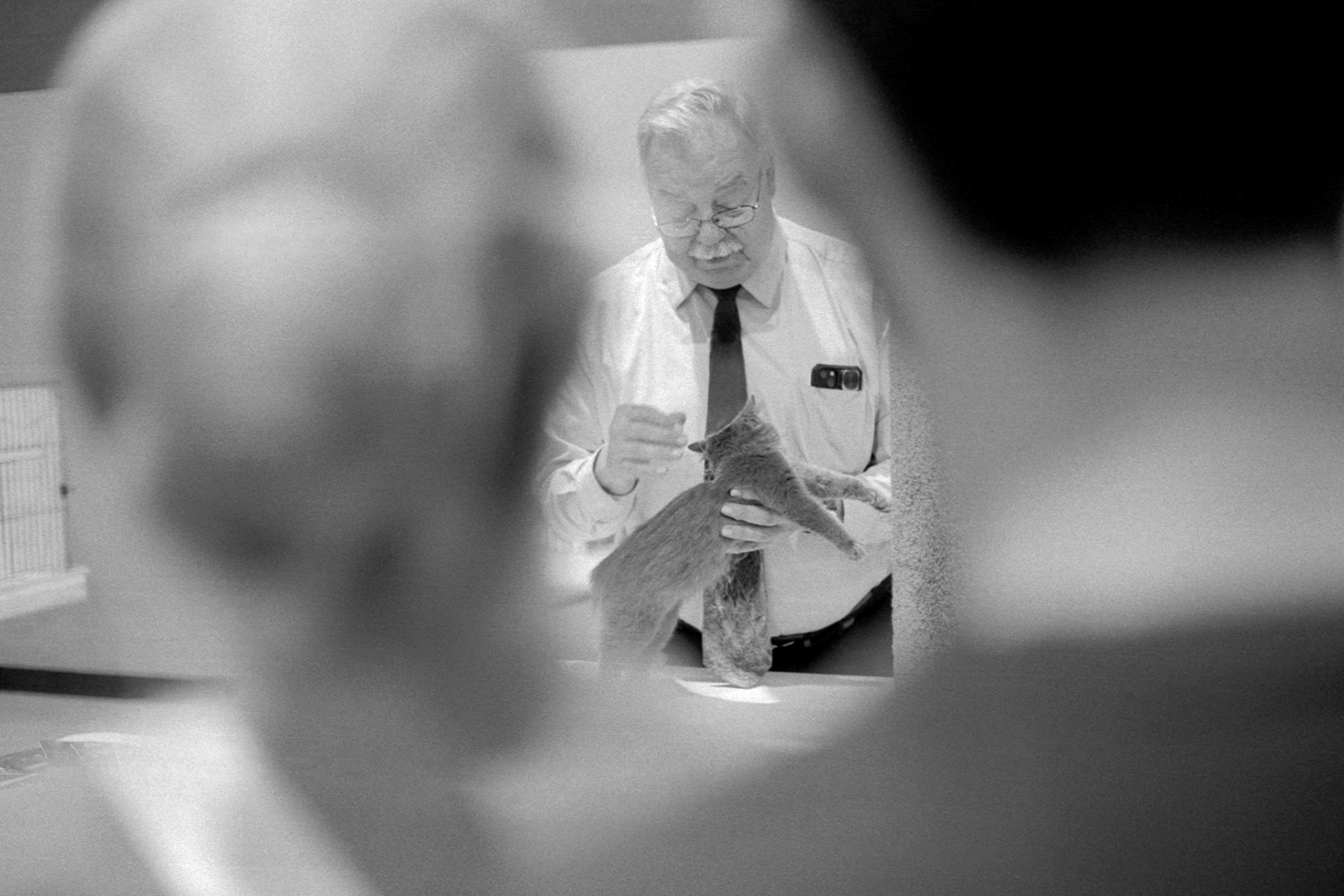 ACFA Cat Show, KY, Oct. 2025