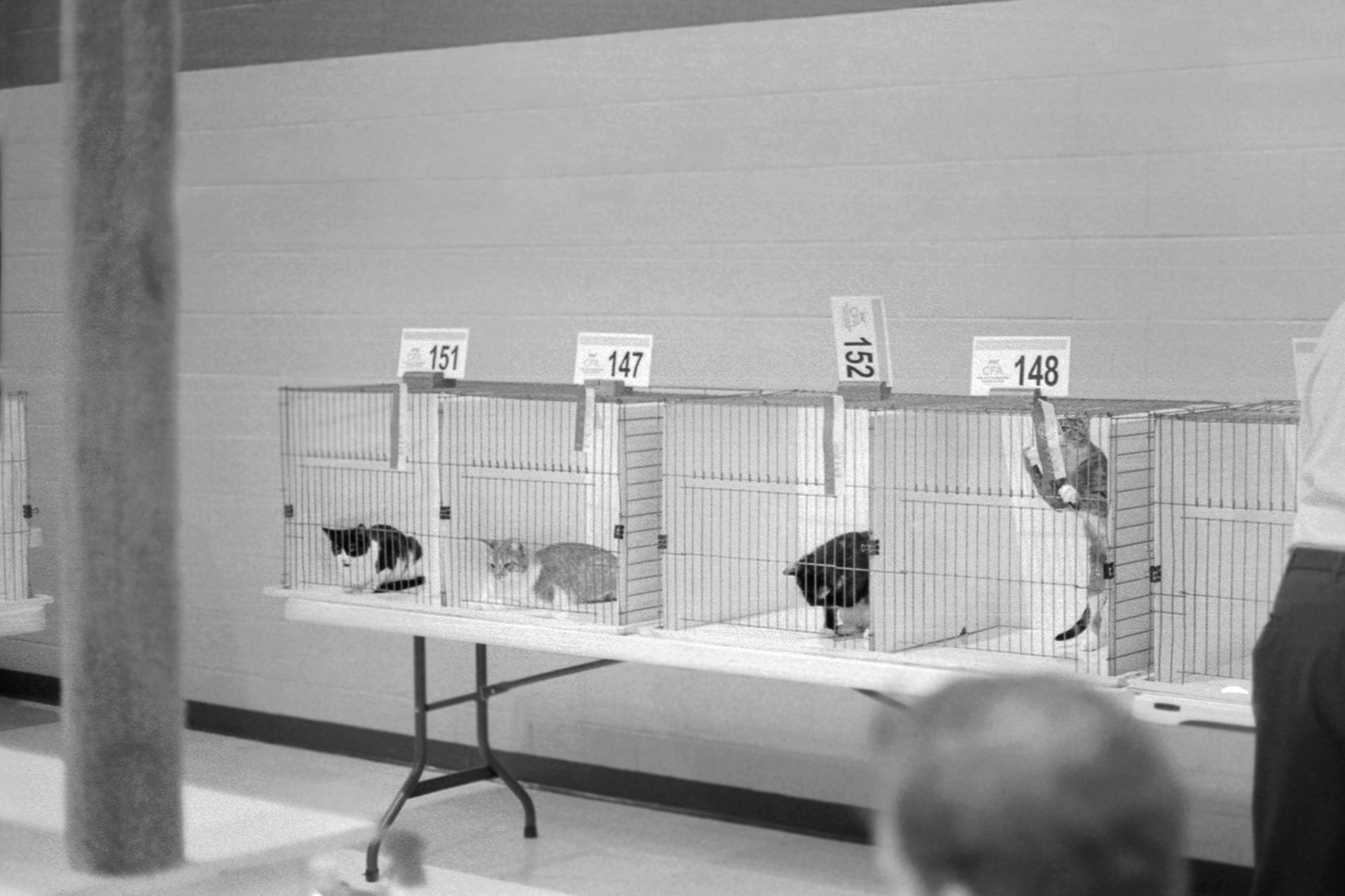 ACFA Cat Show, KY, Oct. 2025