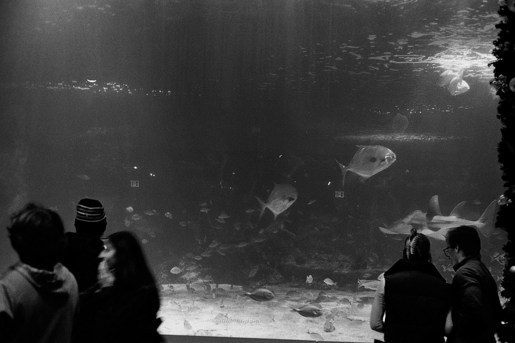 Newport Aquarium, KY, Nov. 2024