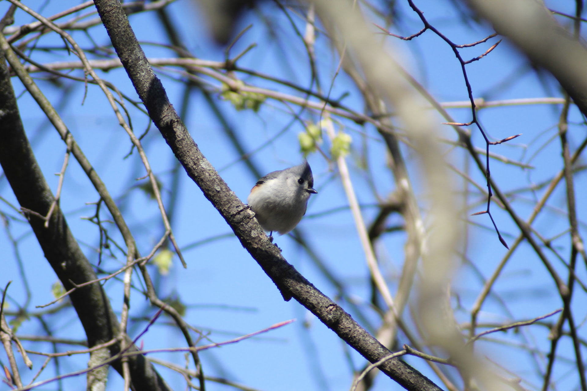 Tufted titmouse, Putney Pond, KY, Mar. 2024