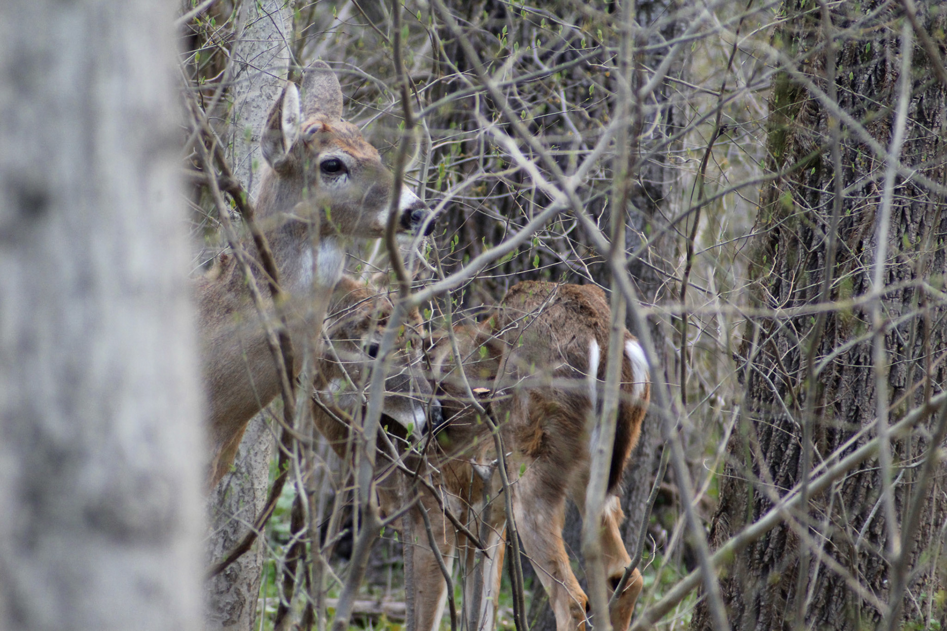 Group of deer, Cherokee Park, KY, Mar. 2024