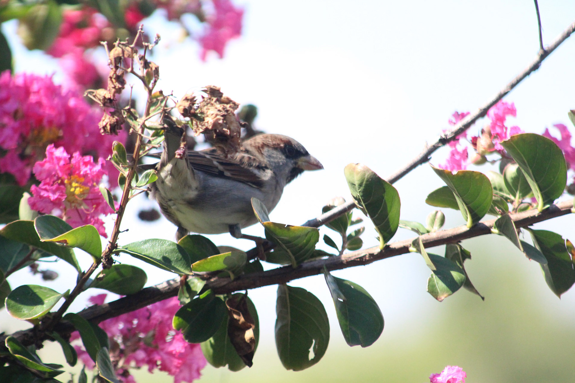 House sparrow, KY, Sep. 2023