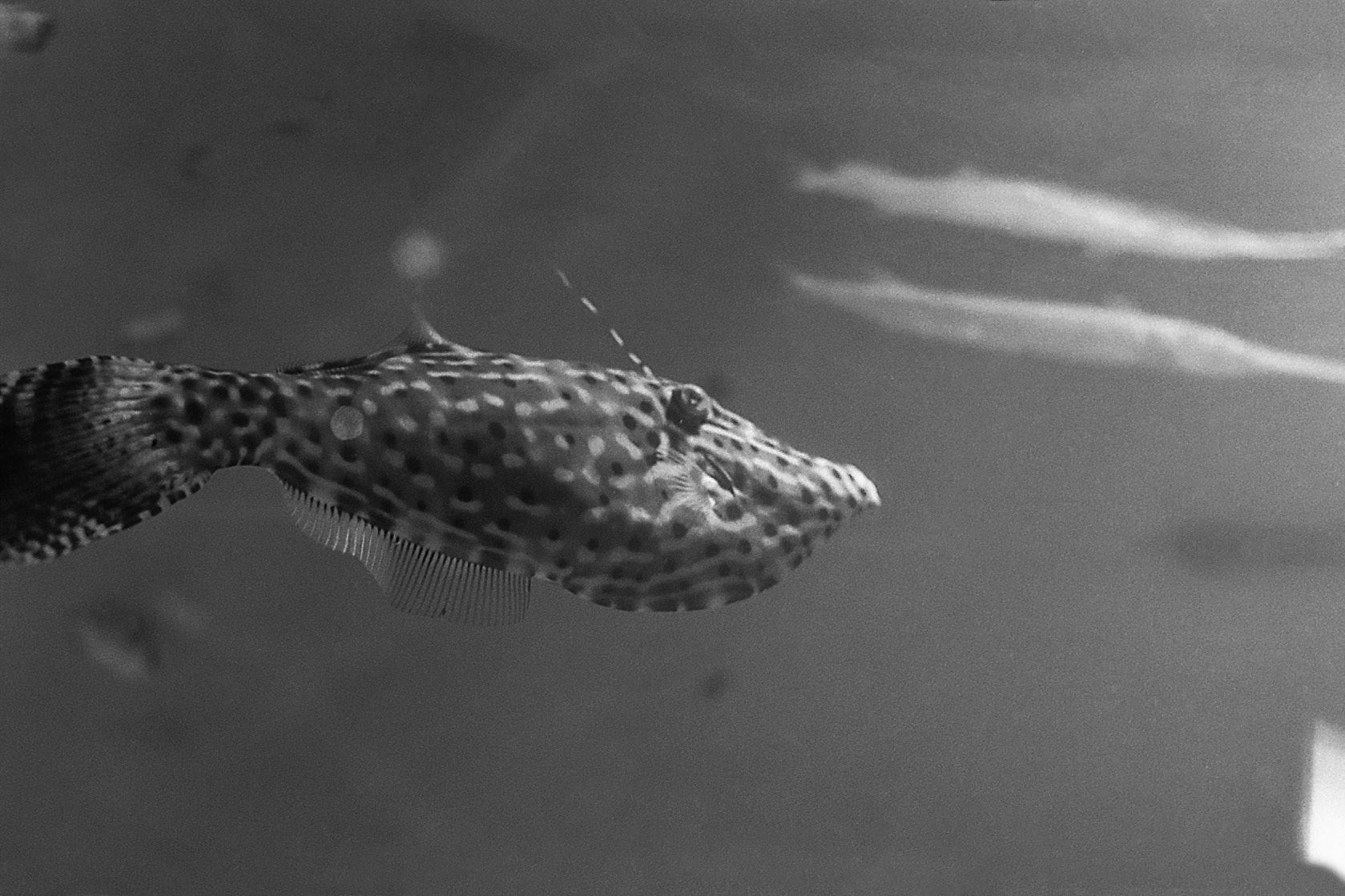 Newport Aquarium, KY, Nov. 2024