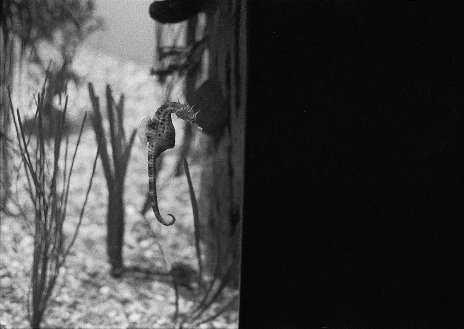 Ripley's Aquarium of the Smokies, TN, May 2024