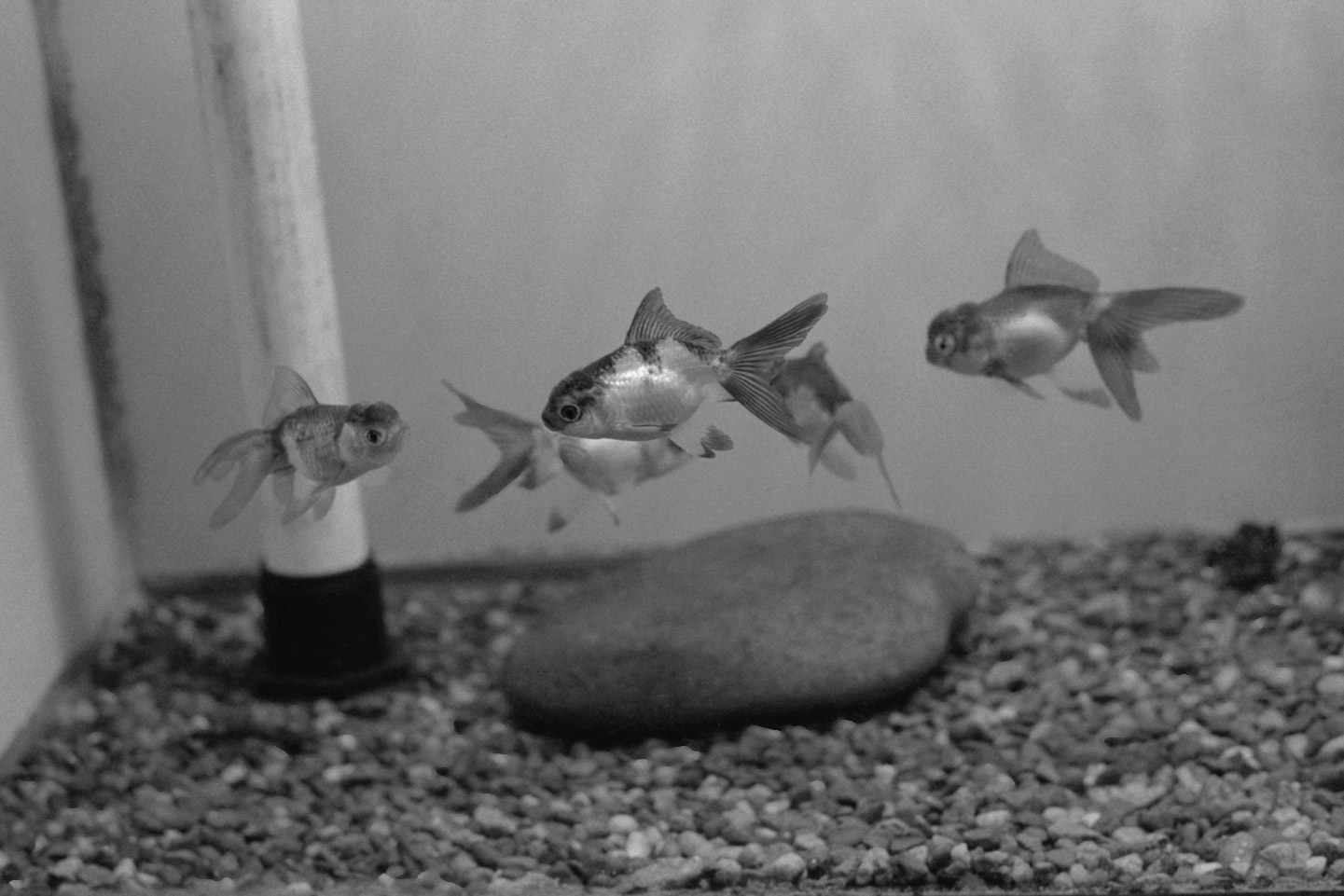 Sandy's Pet Shop, KY, Nov. 2023