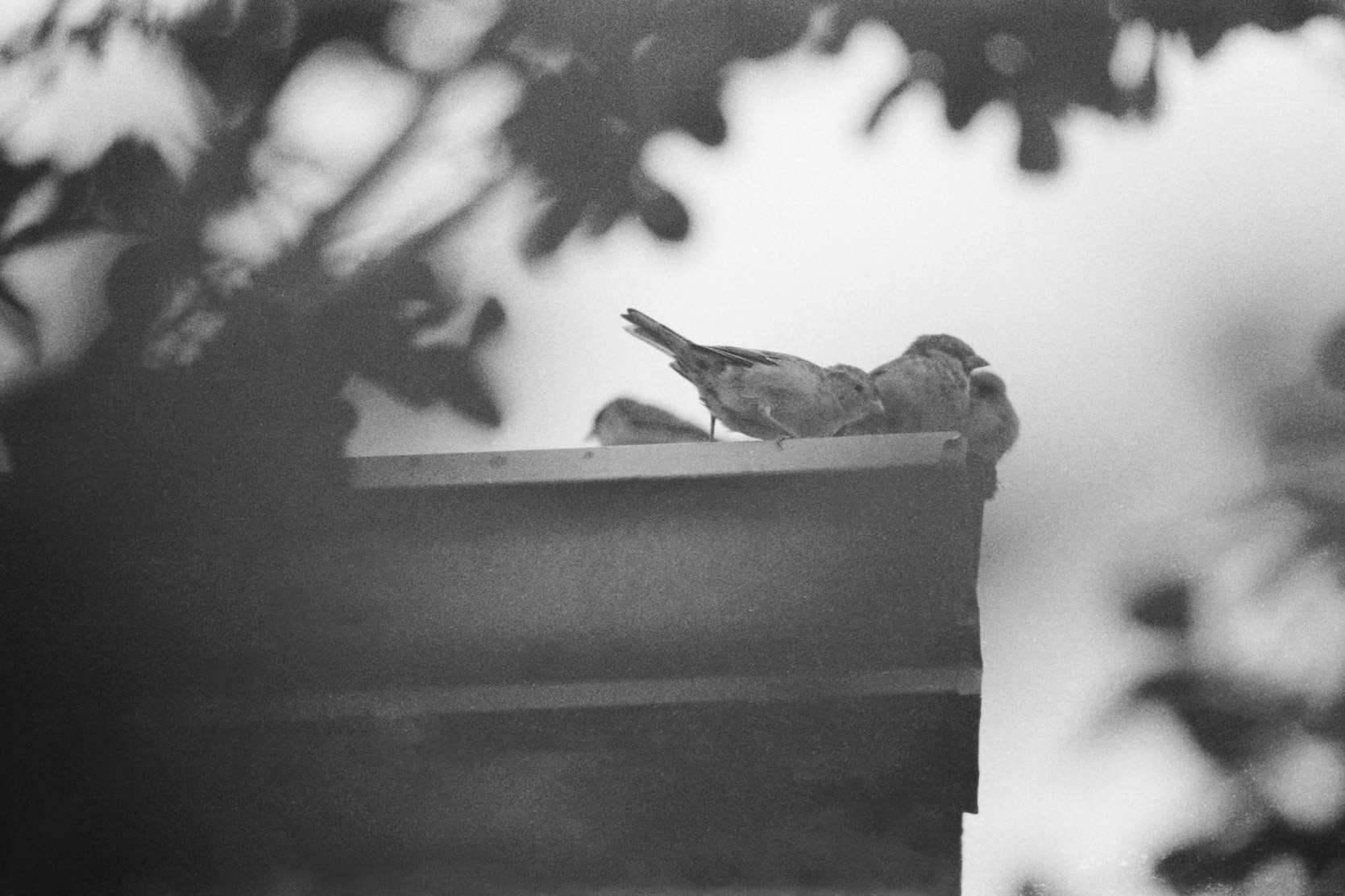 House sparrows on roof, KY, Sep. 2023