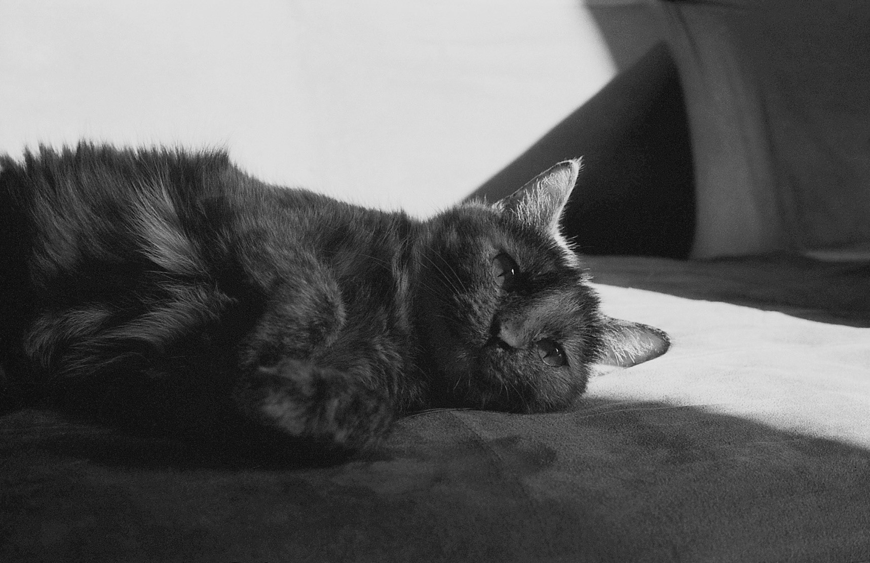 Tortoiseshell cat resting, KY, Nov. 2024
