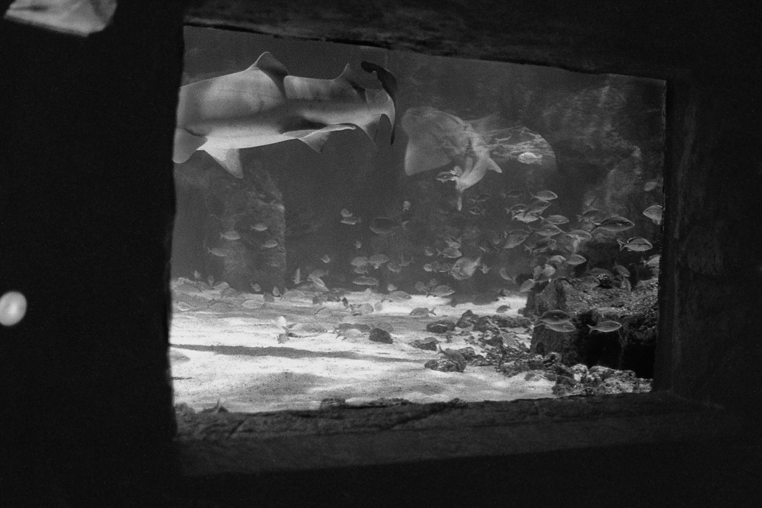 Newport Aquarium, KY, Nov. 2024