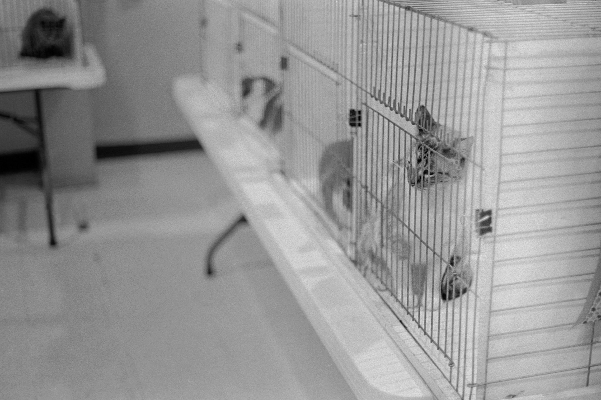 ACFA Cat Show, KY, Oct. 2025