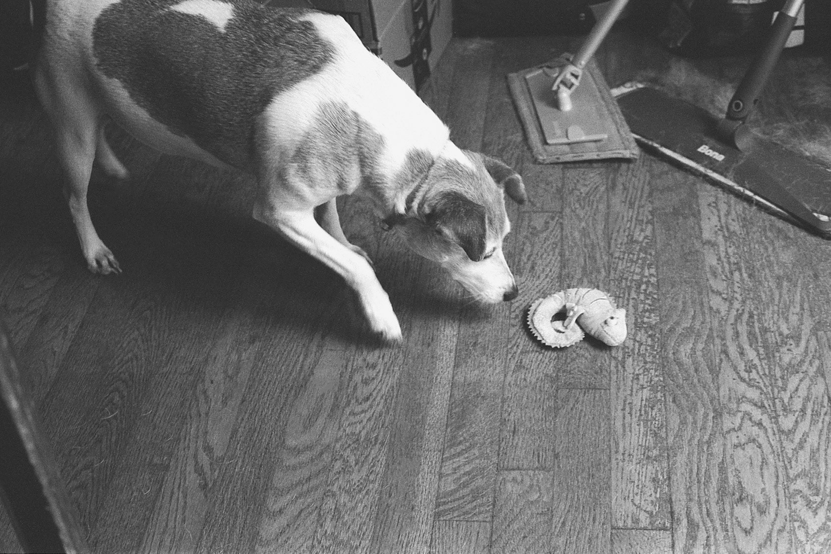 Curious dog approaches cat toy, KY, Nov. 2024