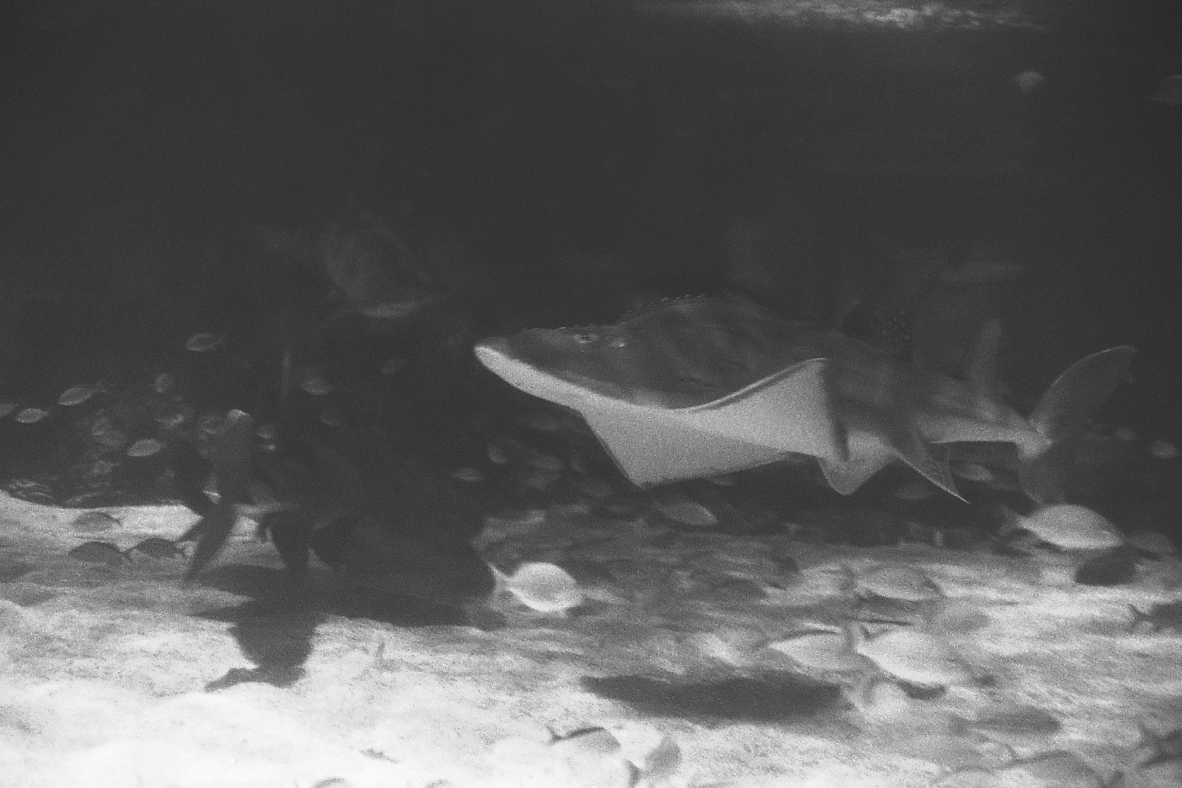 Newport Aquarium, KY, Nov. 2024