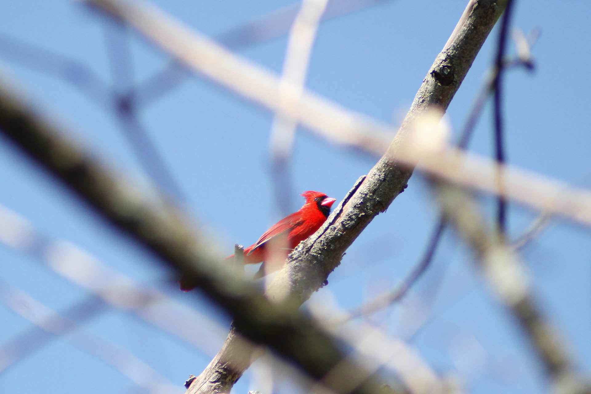 Northern cardinal, Caperton Swamp Park, KY, Mar. 2024
