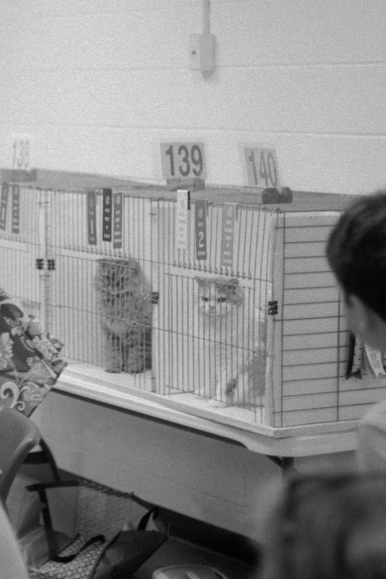 ACFA Cat Show, KY, Oct. 2025