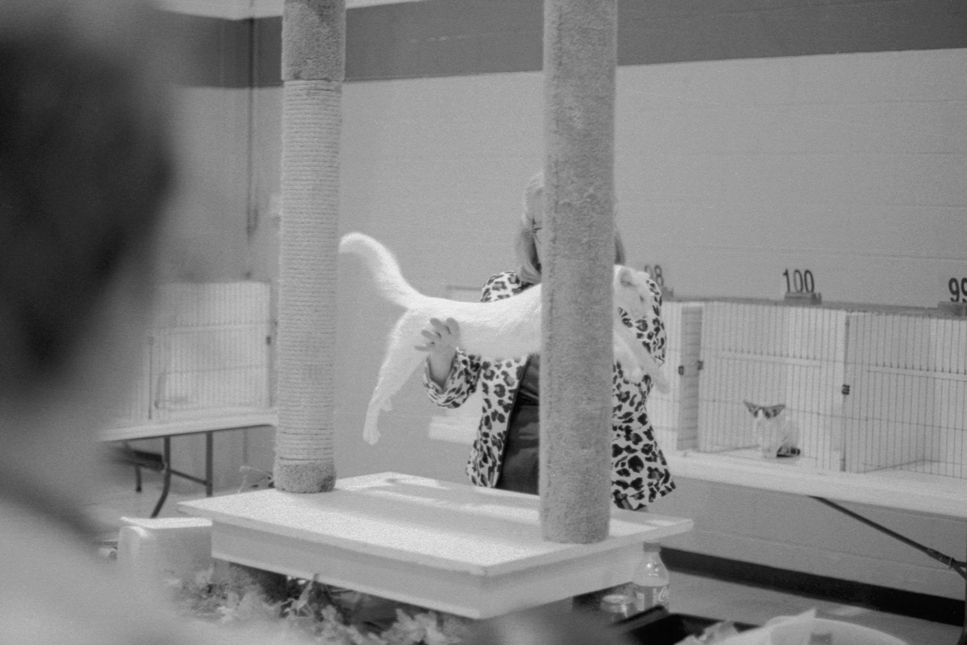 ACFA Cat Show, KY, Oct. 2025