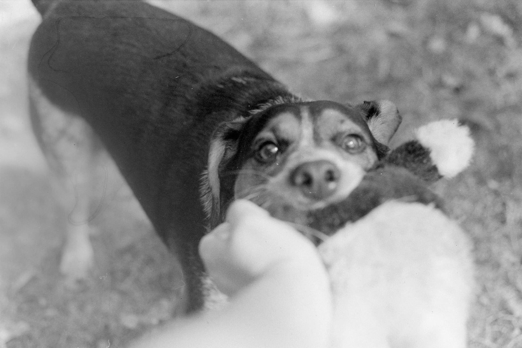 Beagle mix puppy, KY, Sep. 2023