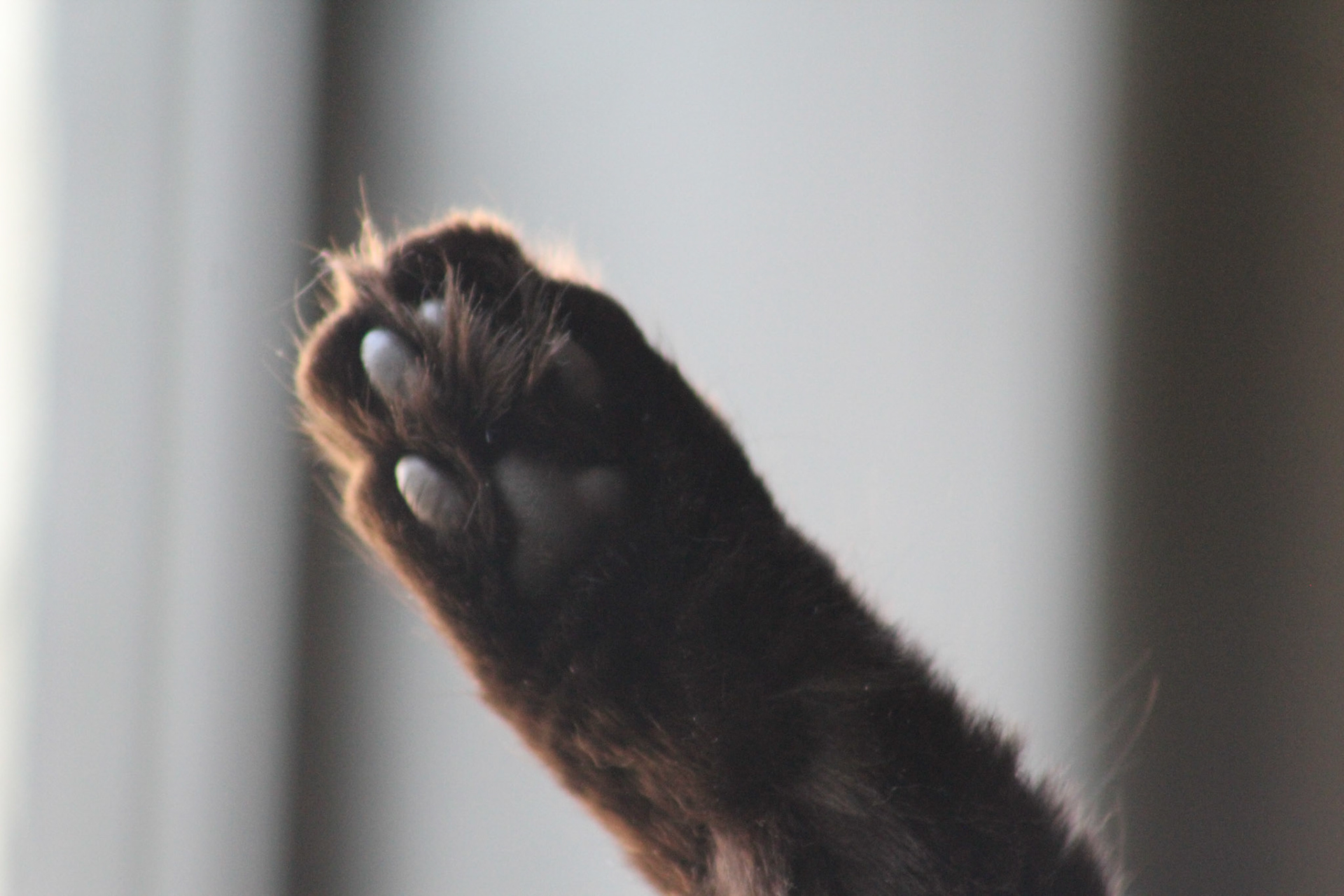 Longhair cat paw, KY, Sep. 2023