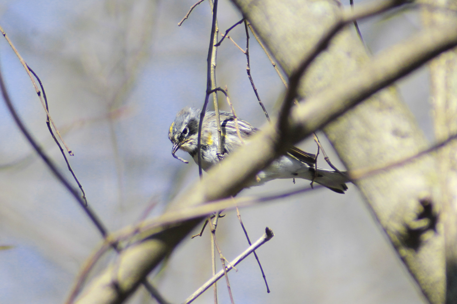Yellow-rumped warbler, Putney Pond, KY, Mar. 2024
