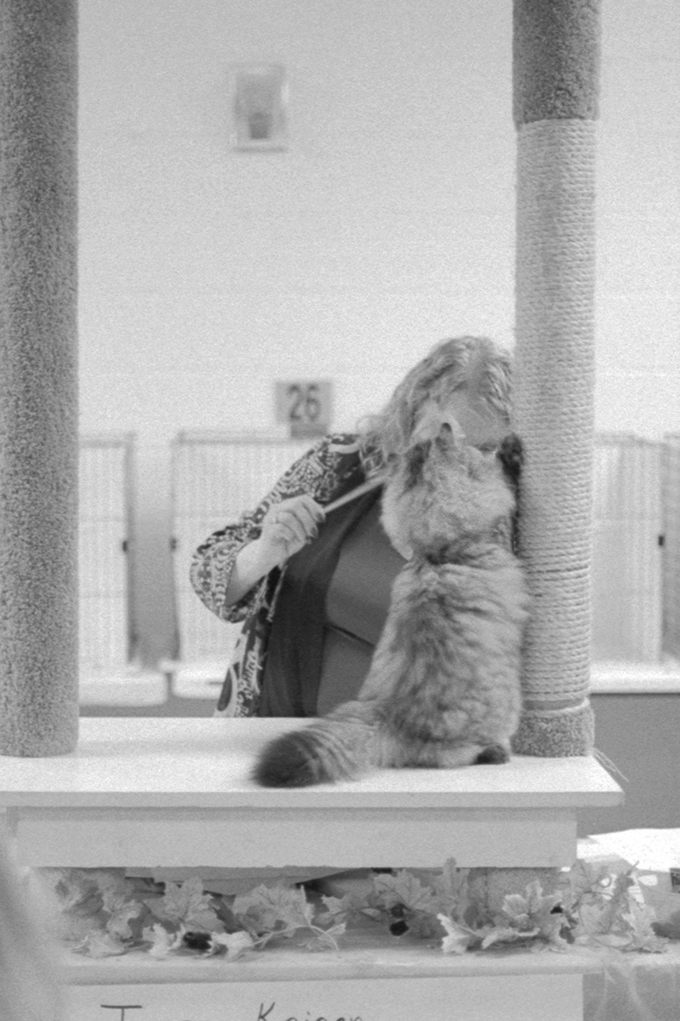 ACFA Cat Show, KY, Oct. 2025