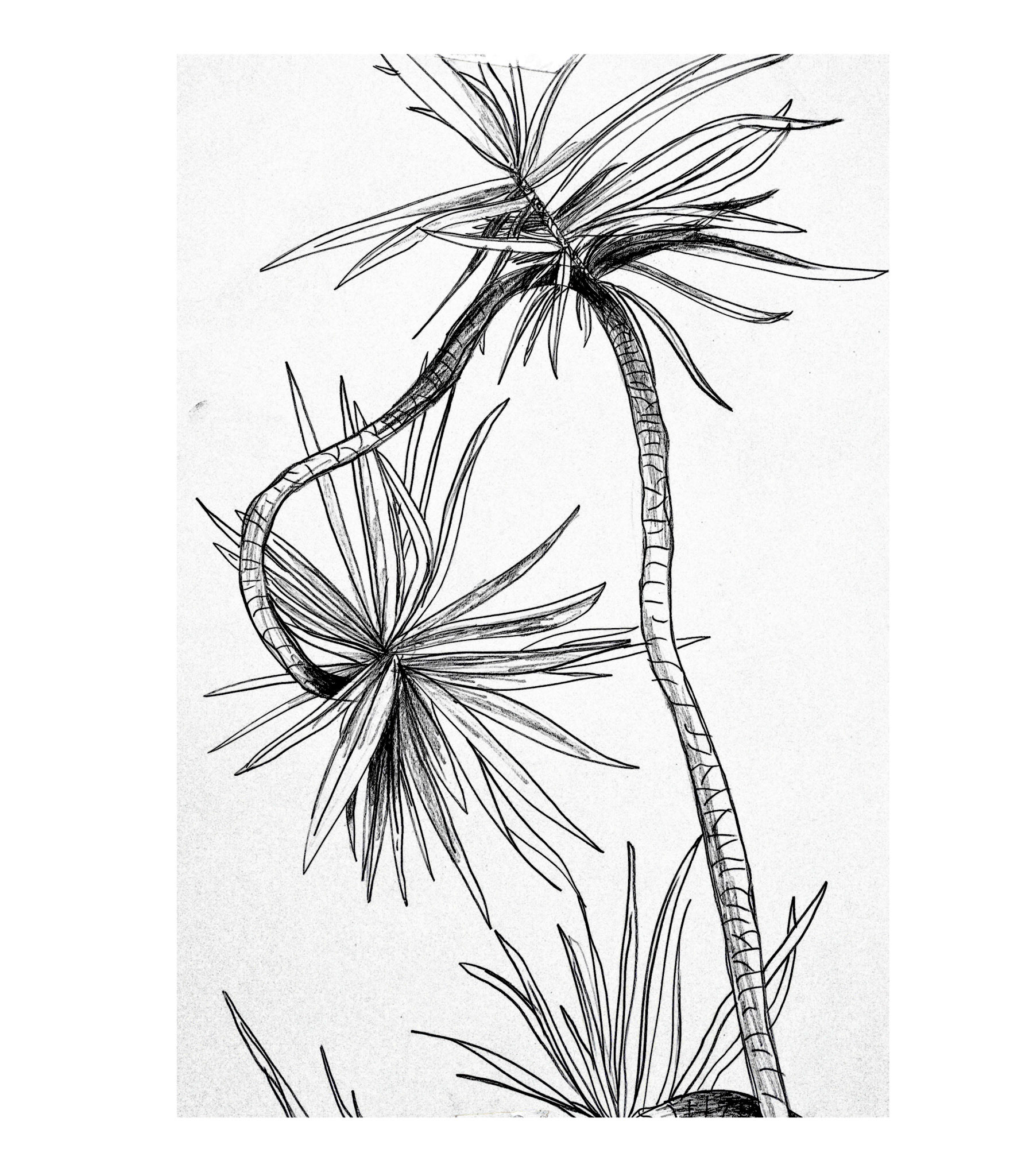 "Still Life: Tree", charcoal pencil on paper (digitized), Oct. 2018