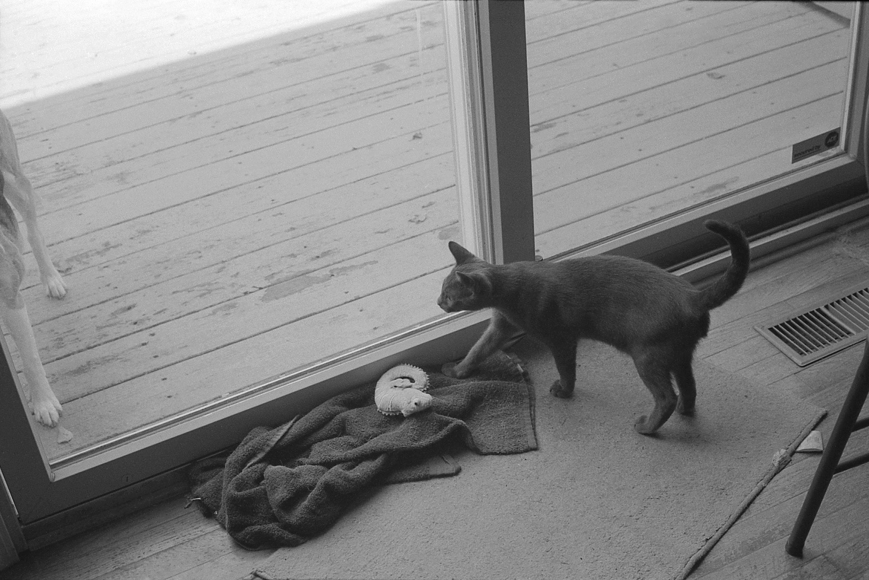 Kitten looking out window, KY, Nov. 2024